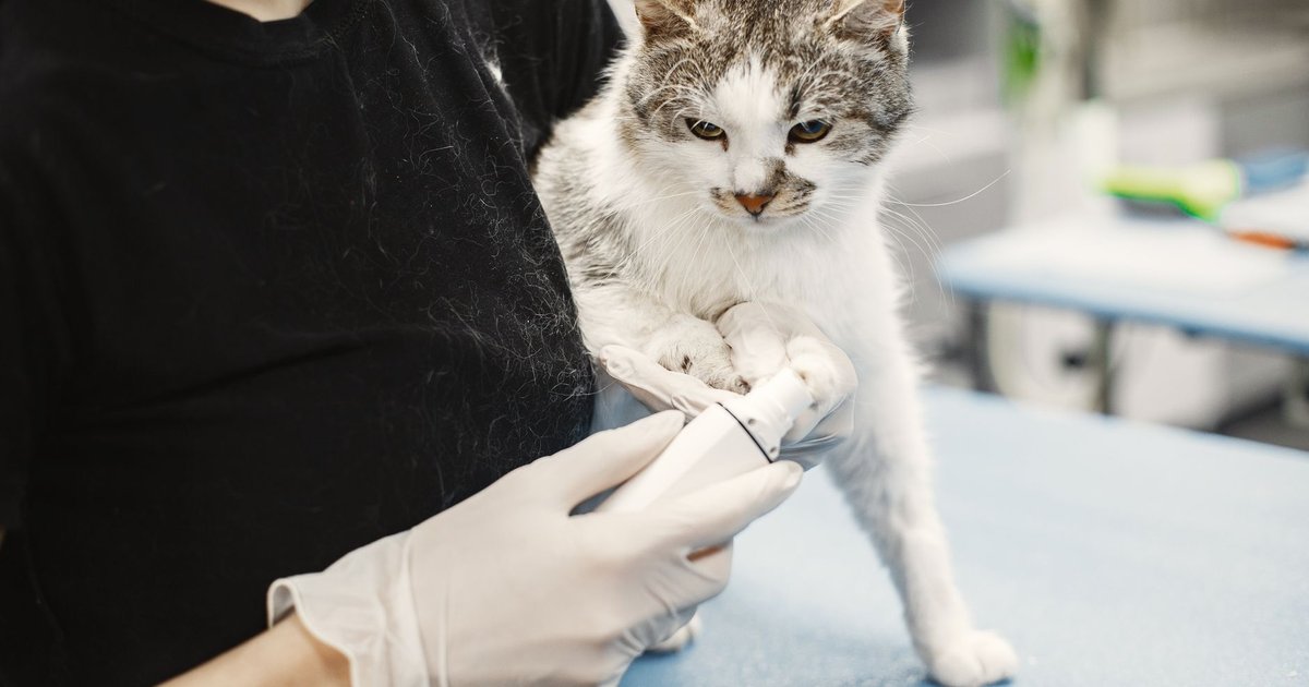 Gato blanco sostenido en brazos por una persona