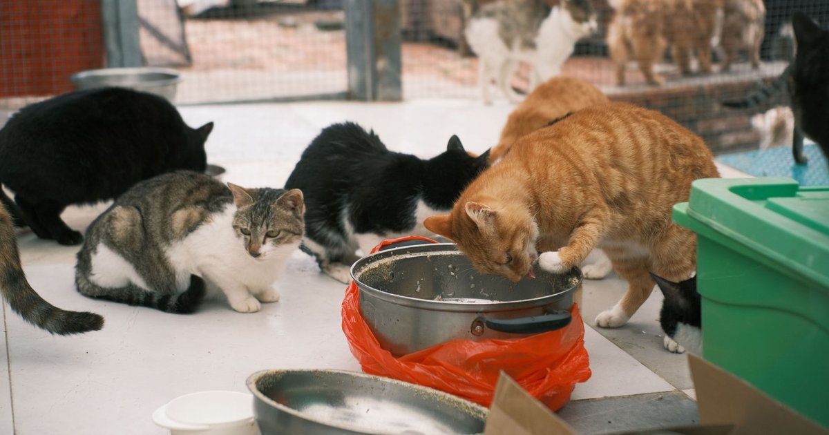 Grupo de gatos callejeros descansando juntos en una colonia felina urbana