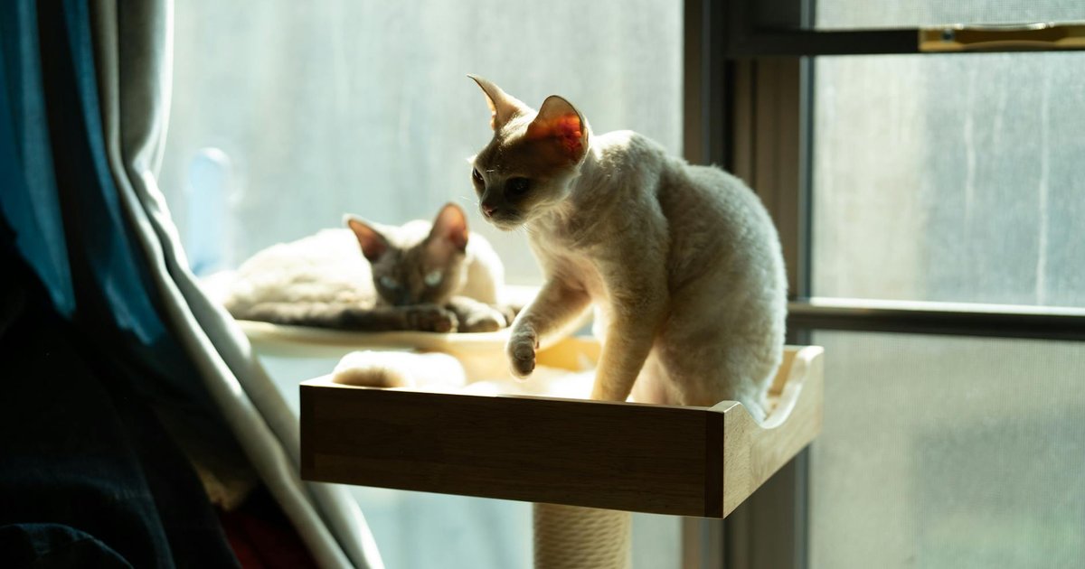Lo que pasó esta semana: hogar inadaptado, dieta vegana y el primer año del gatito