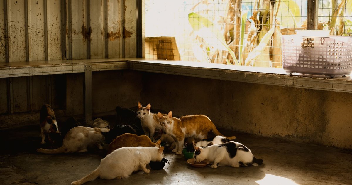 Gatito recién rescatado envuelto en una manta dentro de una jaula de un refugio de animales