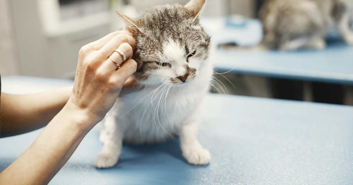 Un veterinario revisa con cuidado las orejas de un gato sobre la camilla de la clínica