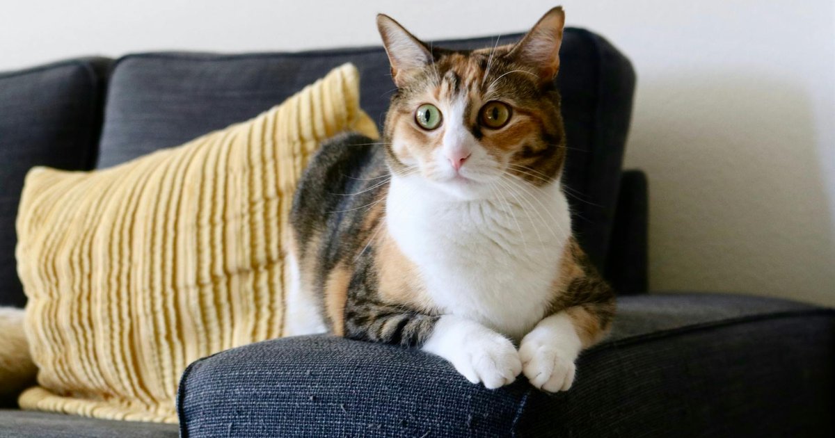Un gato descansa tranquilo en el sofá de casa