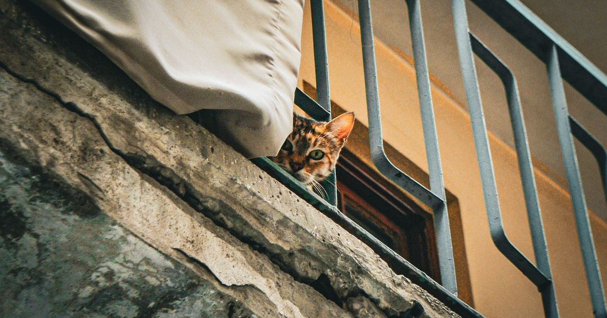 Un gato mira por la ventana solo en casa