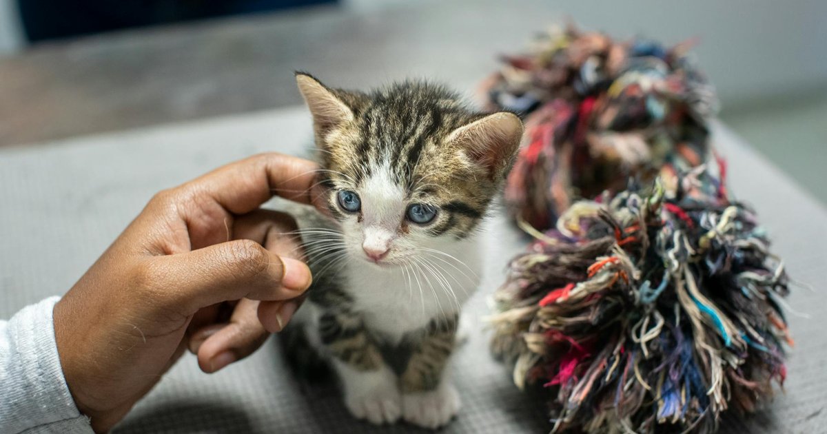 Un gatito en una protectora esperando adopción