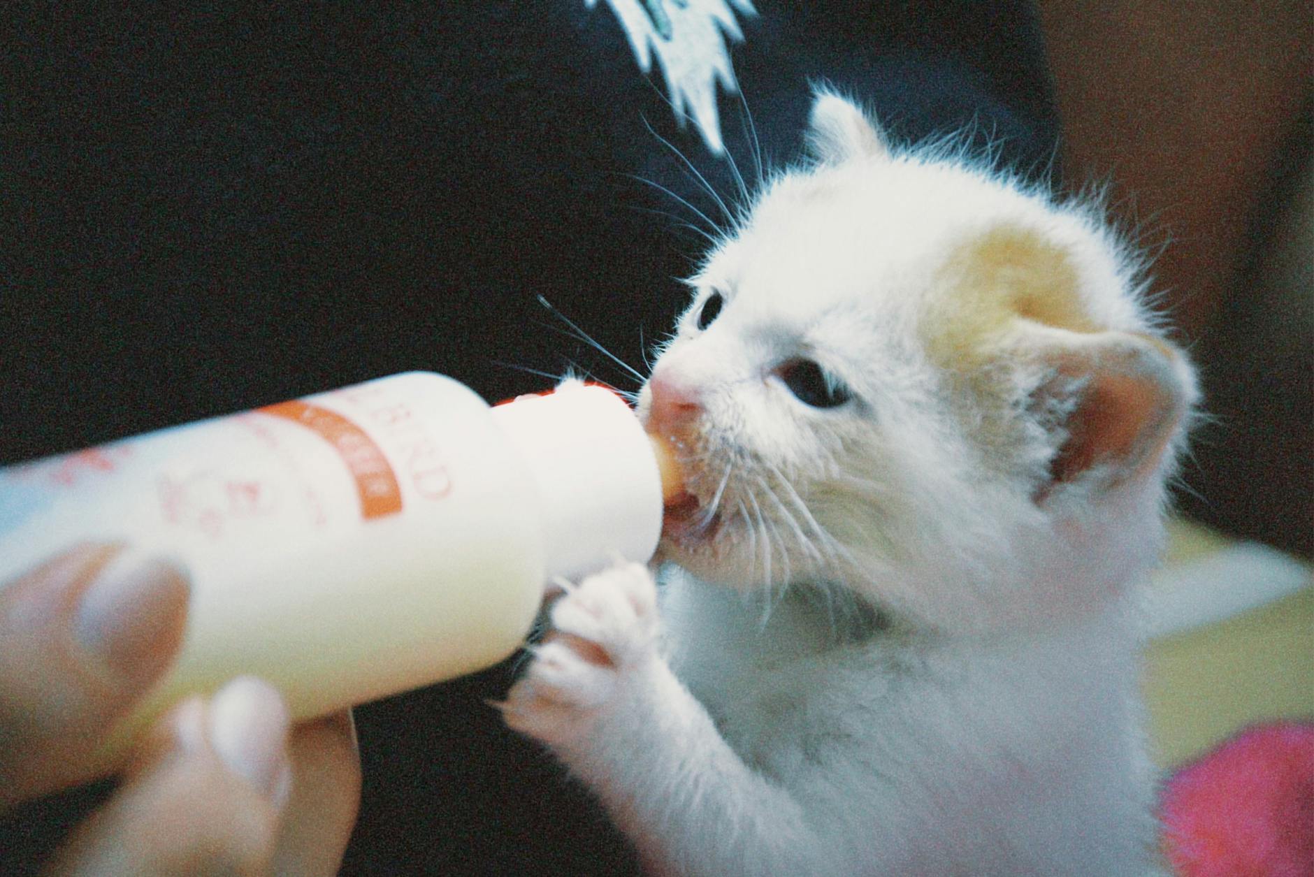 Alimentación del gatito (0-12 meses)