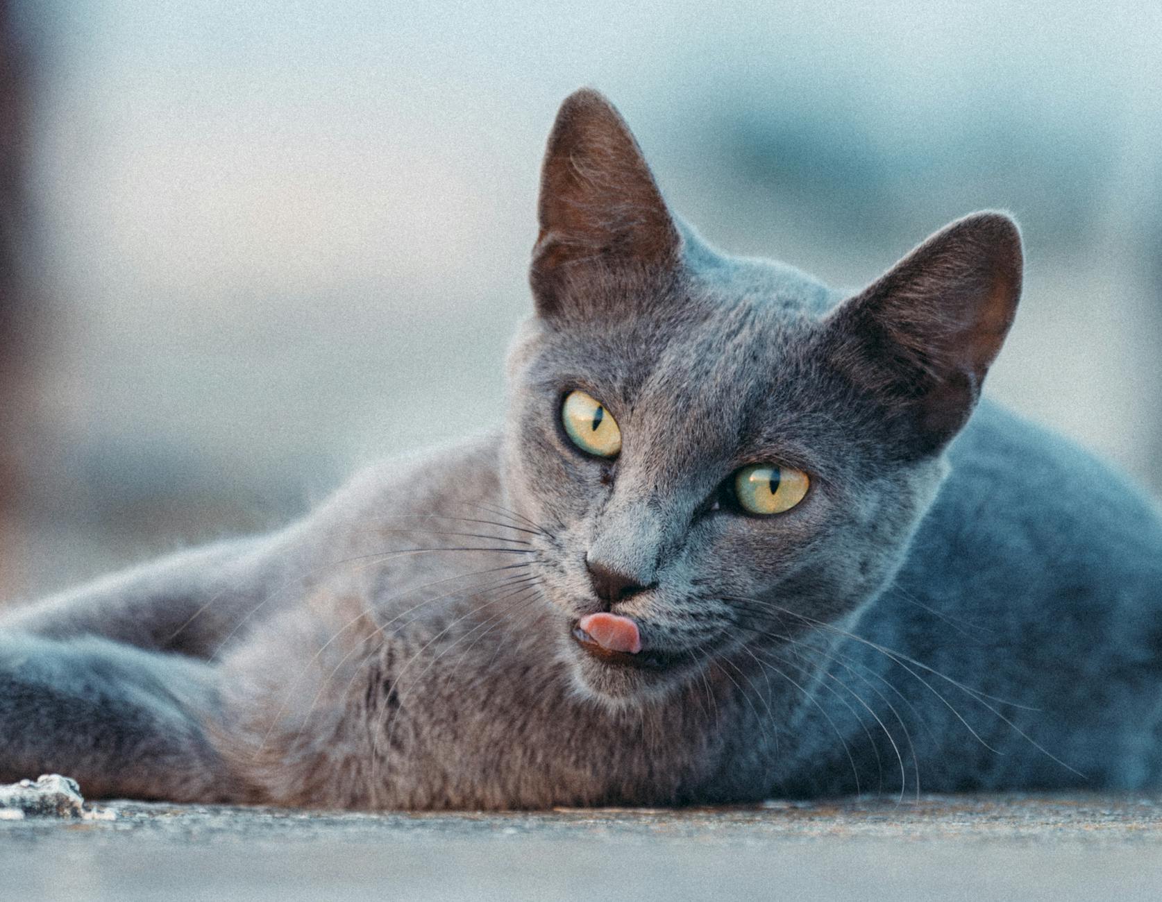 Alimentación tras la esterilización