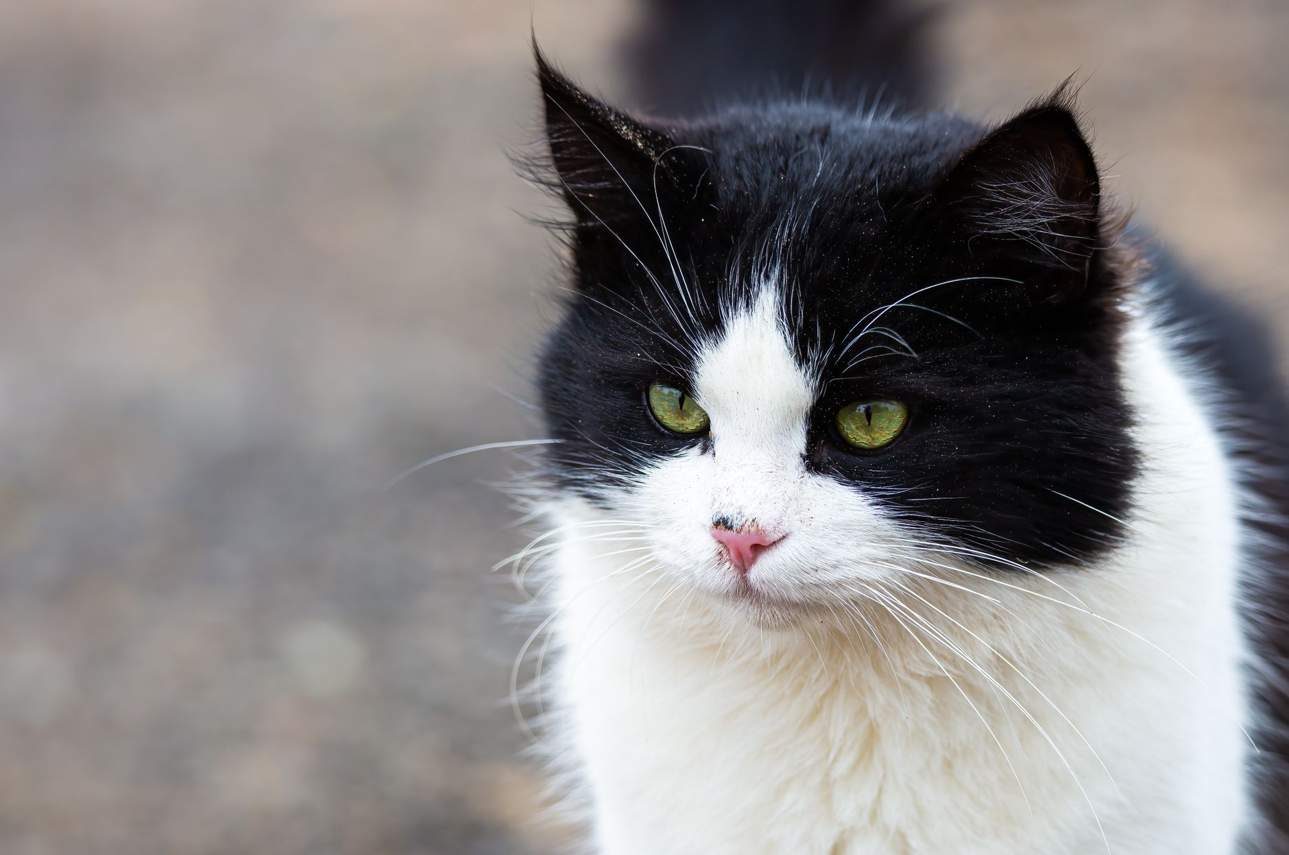 Alimentación del gato senior