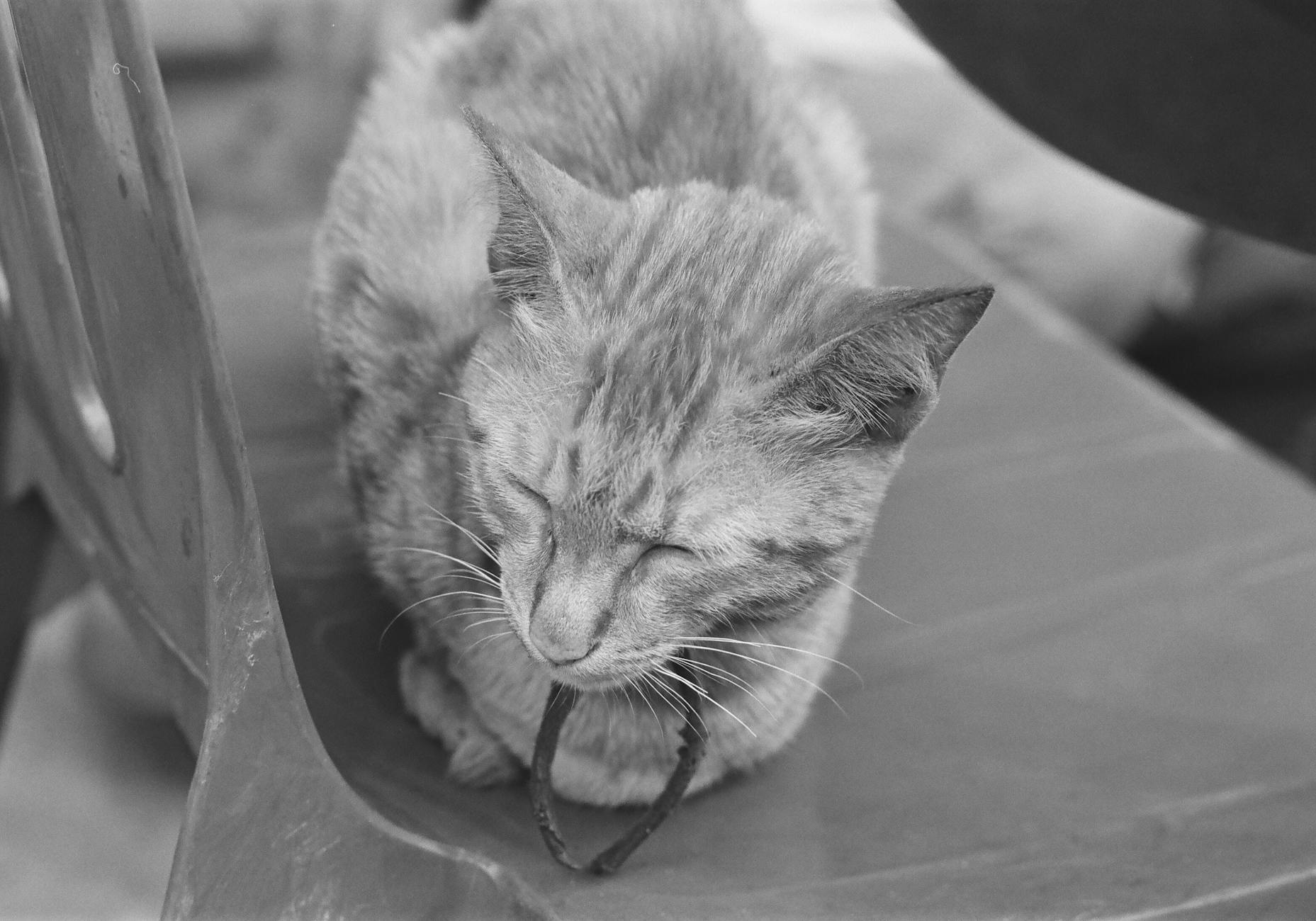 Evitar que el gato arañe el mobiliario