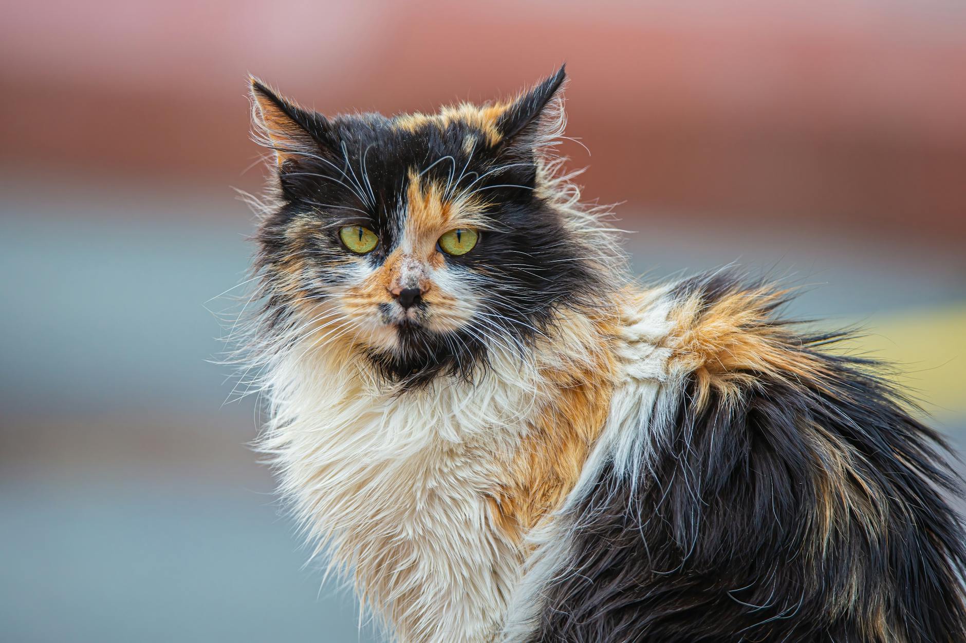 Bañar al gato en casa