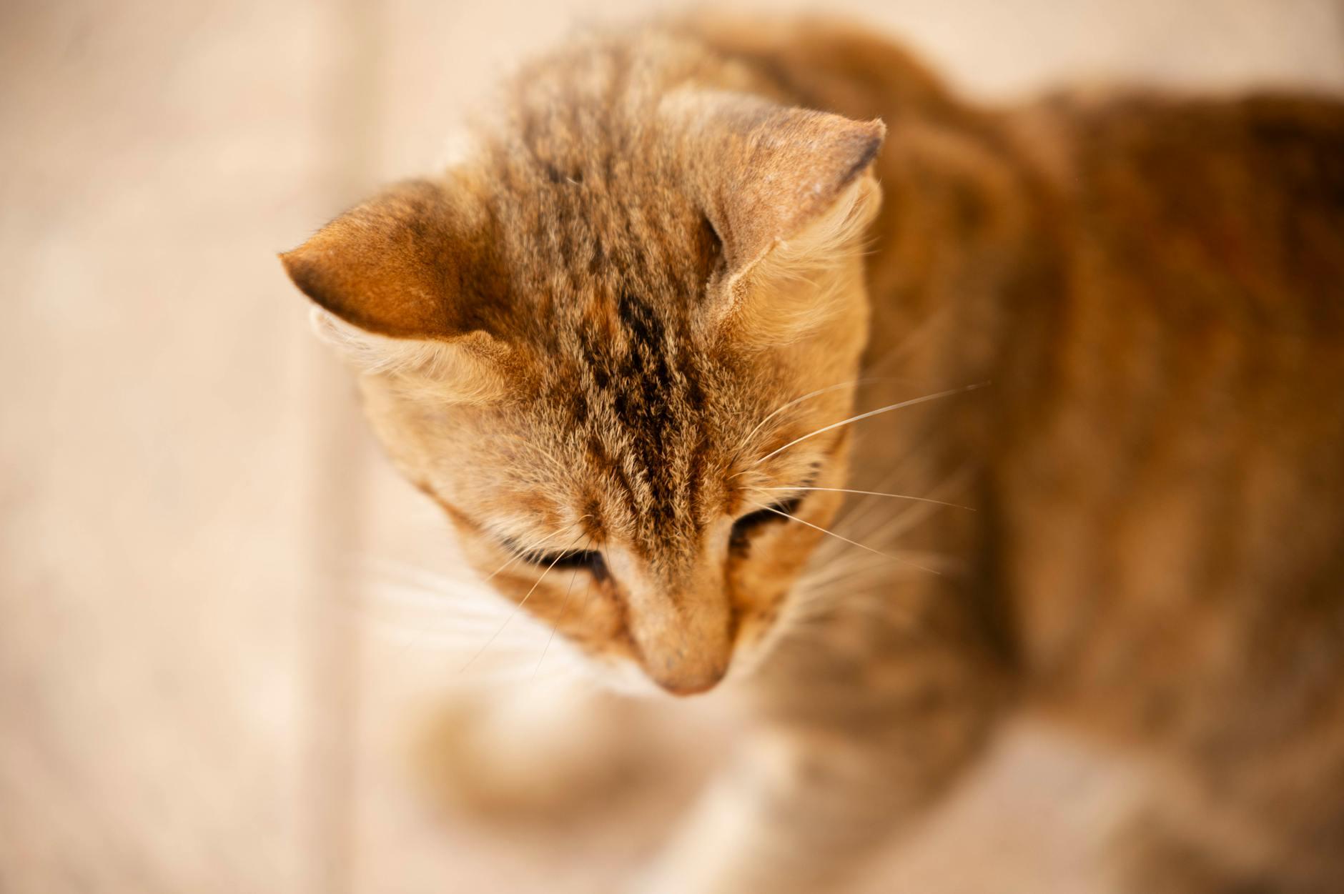 Calendario vacunal del gato