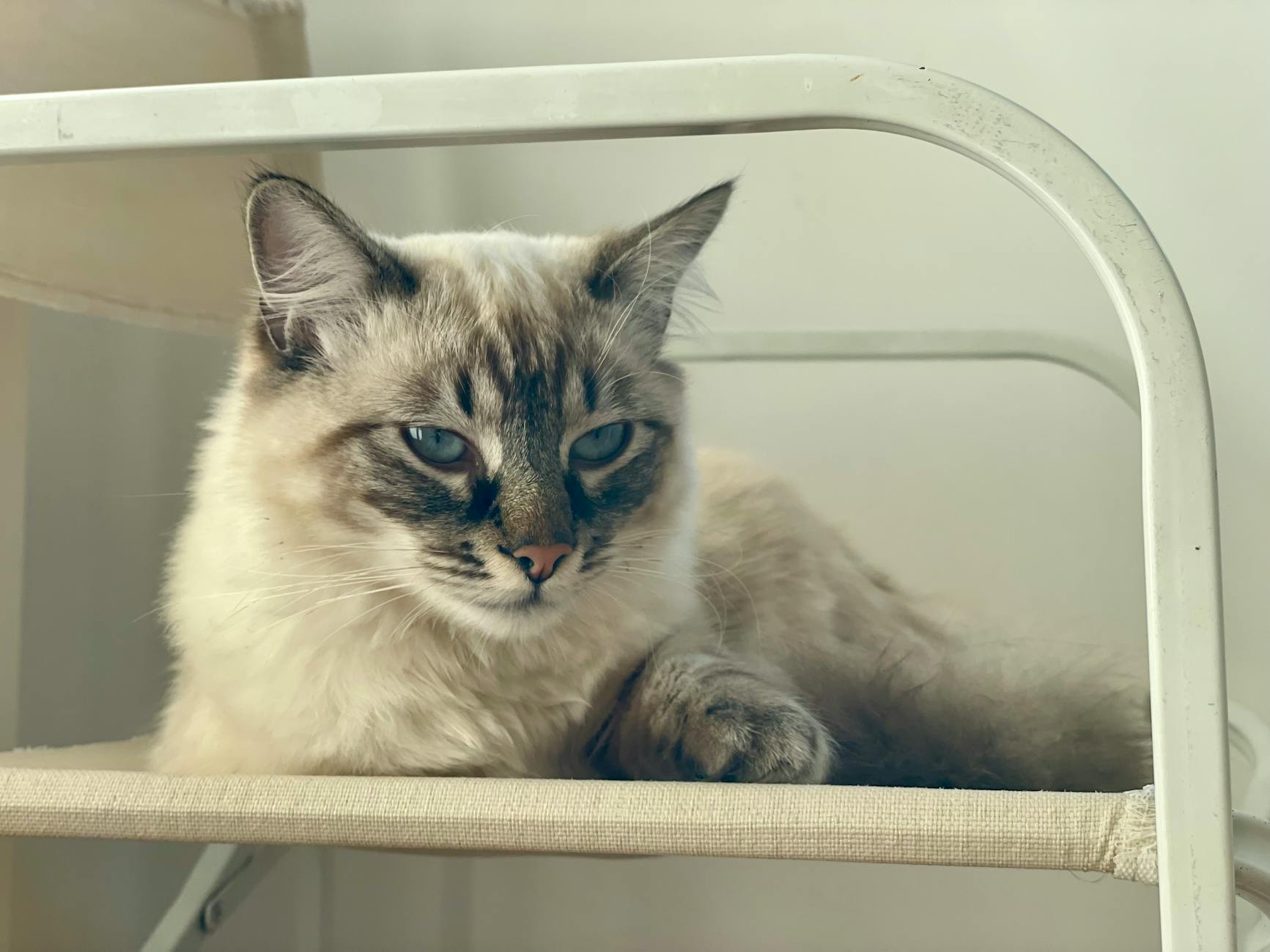 Camino elevado DIY (estanterías para gatos)