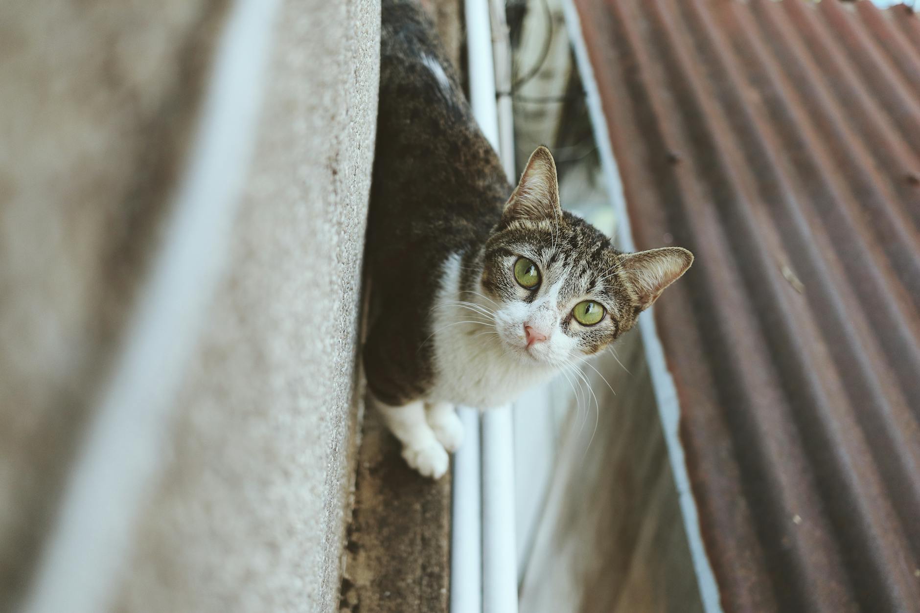 Cómo encontrar una protectora felina