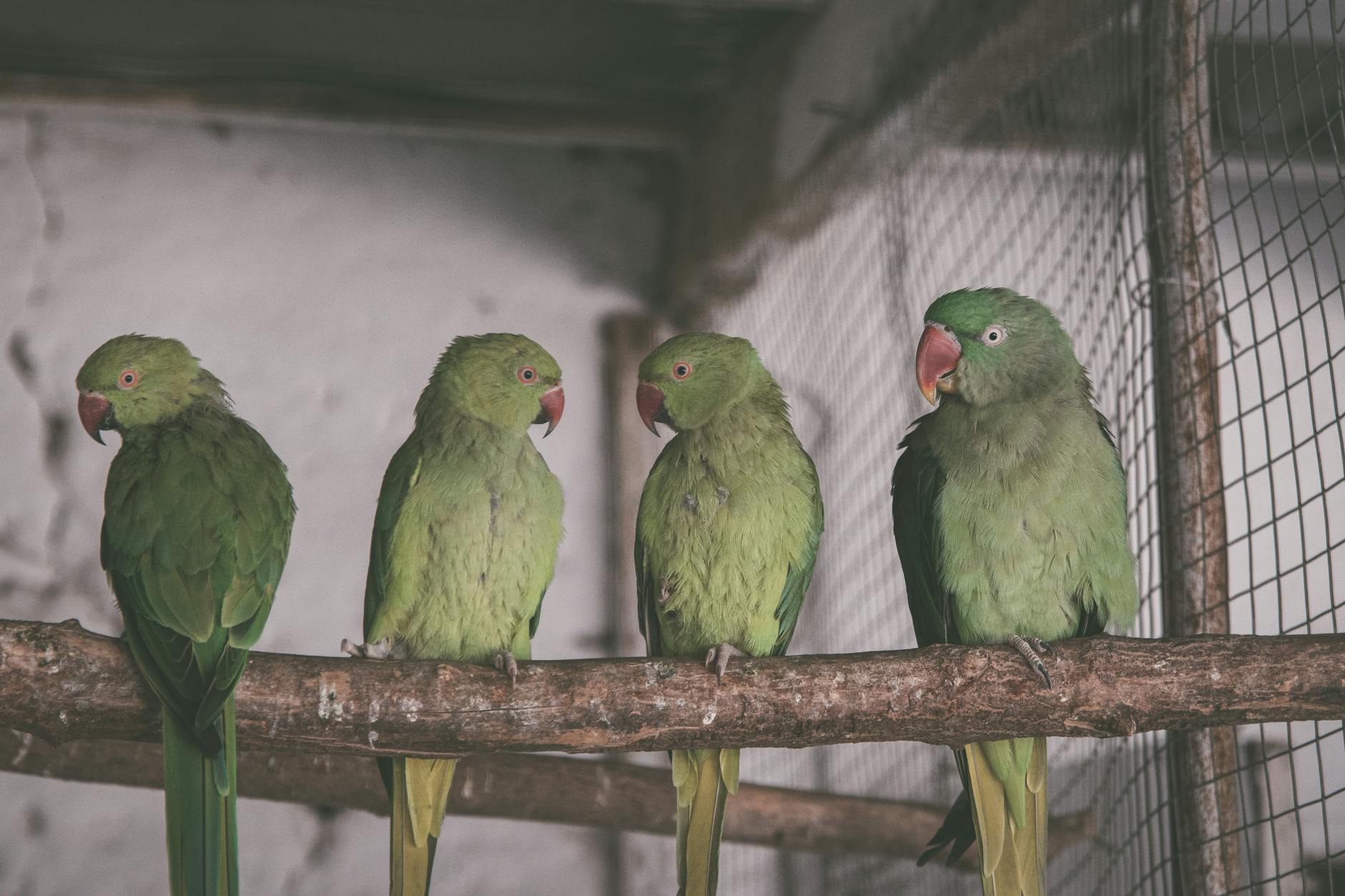 Convivencia con aves enjauladas