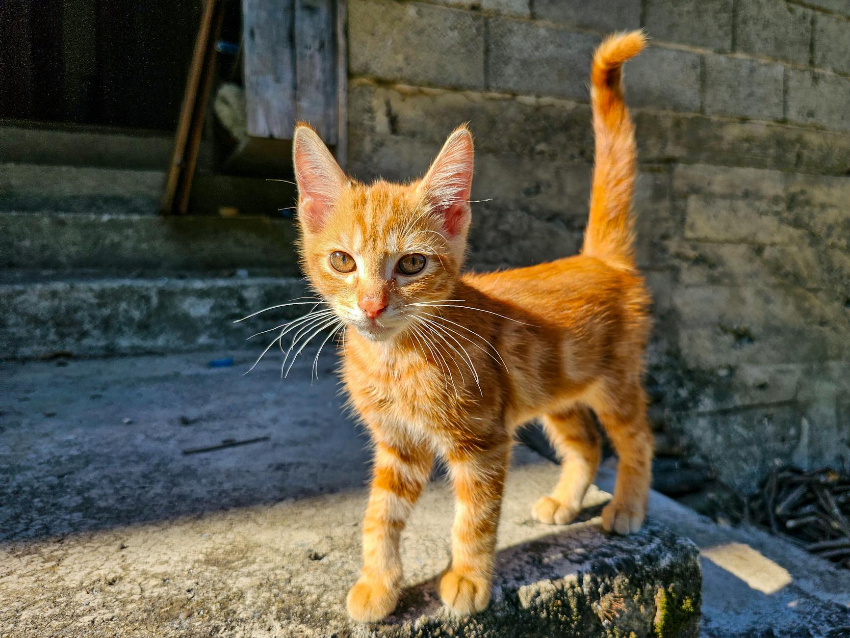 Cuidados específicos de gatos pequeños y frágiles