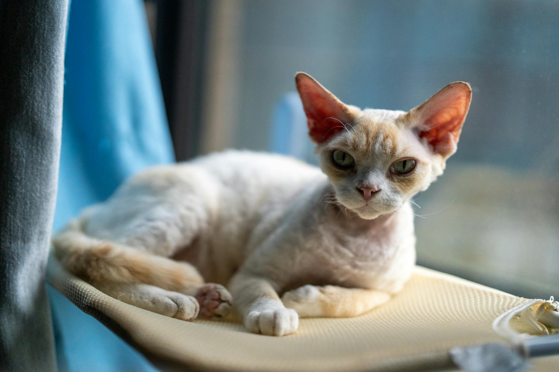 Cuidados del pelo rizado en gatos rex