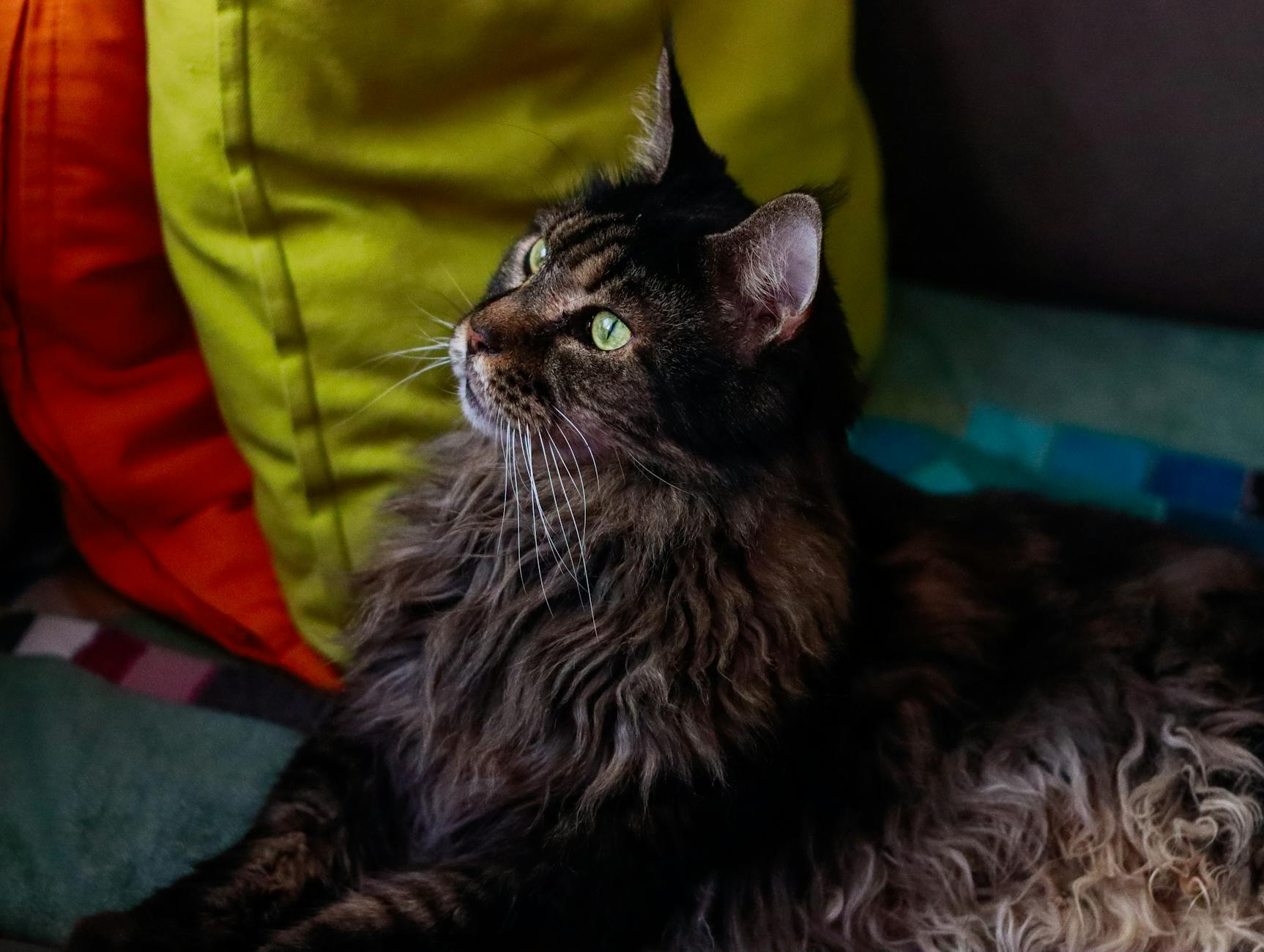 Cuidados específicos del Maine Coon