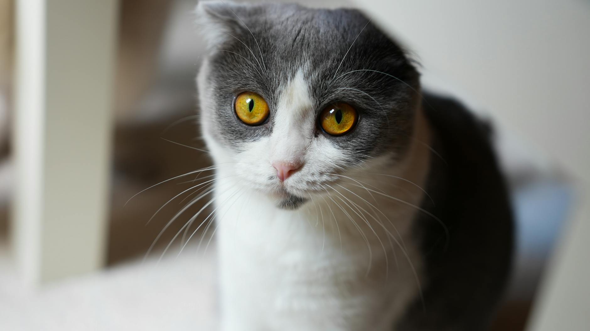 Cuidados específicos del Scottish Fold