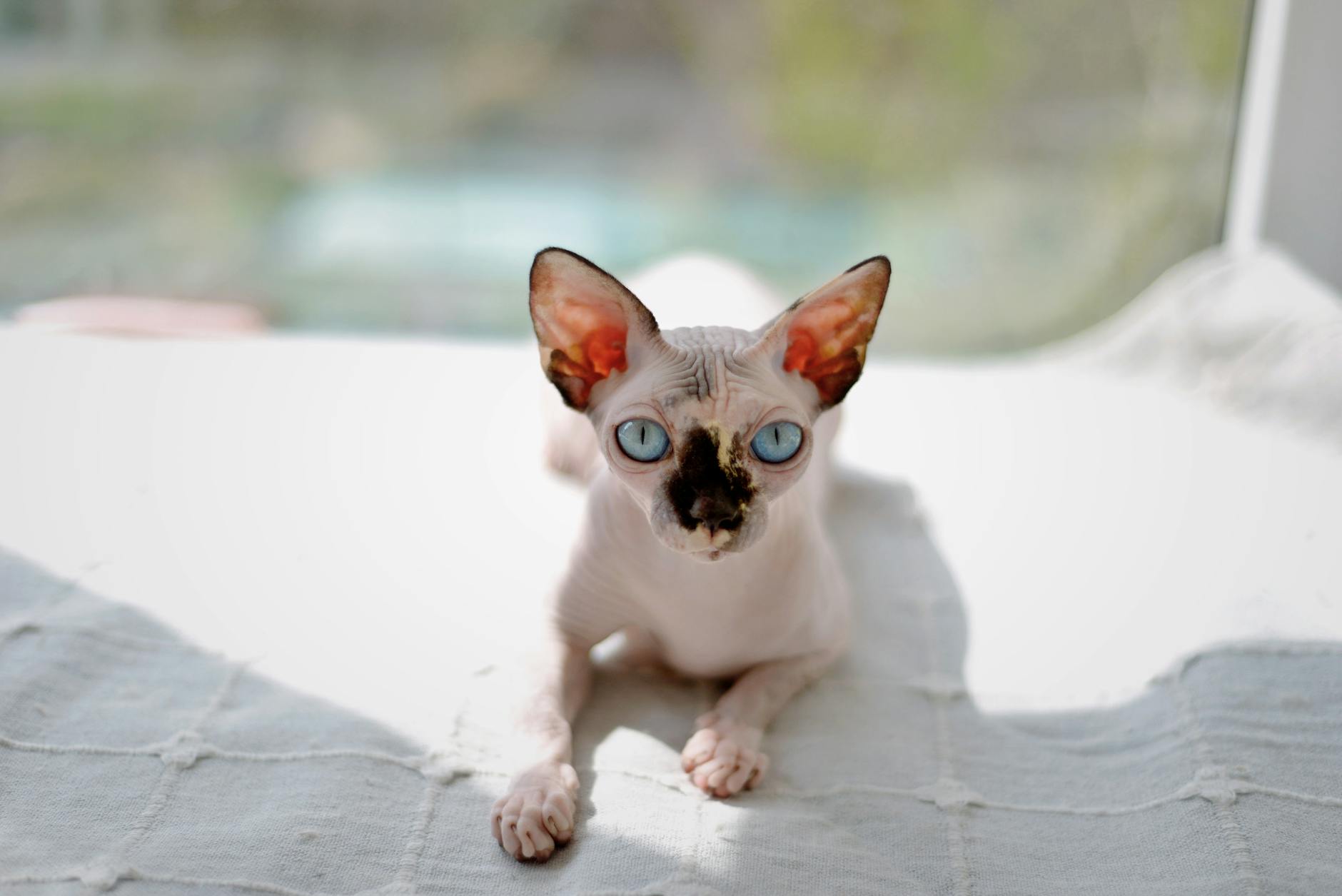 Cuidados específicos del Sphynx y gatos sin pelo