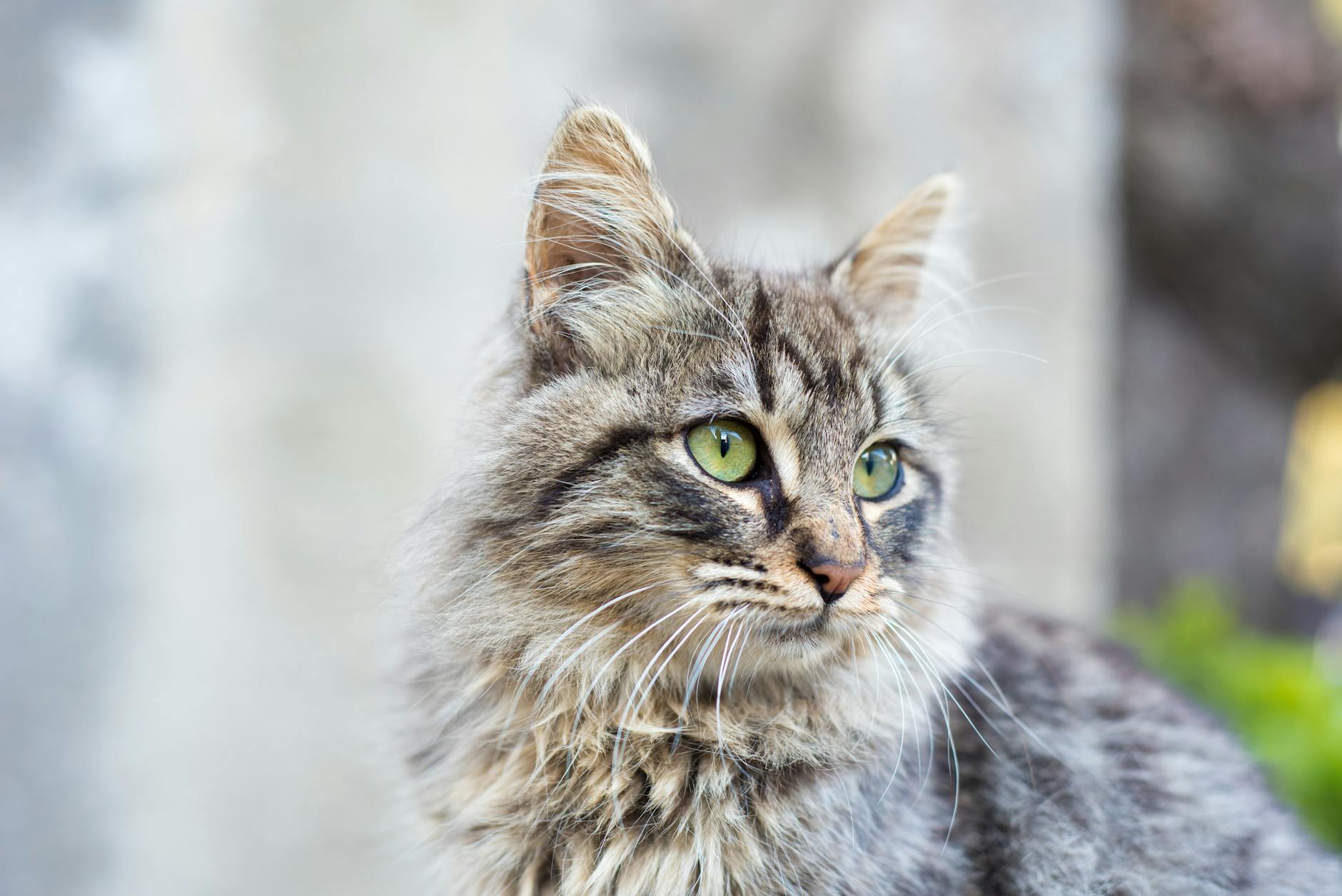 Dieta BARF felina: pros, contras y precauciones
