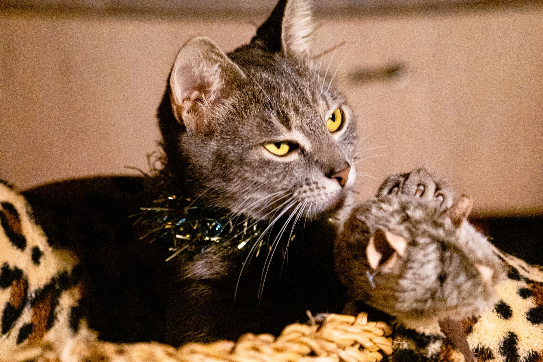 Por qué evitar disfraces en gatos