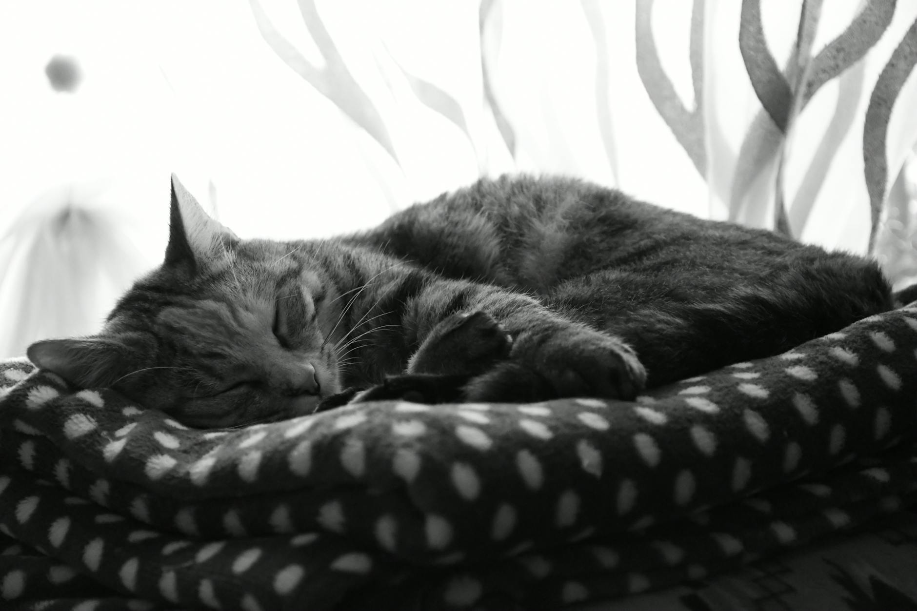 Gato que despierta al tutor de madrugada