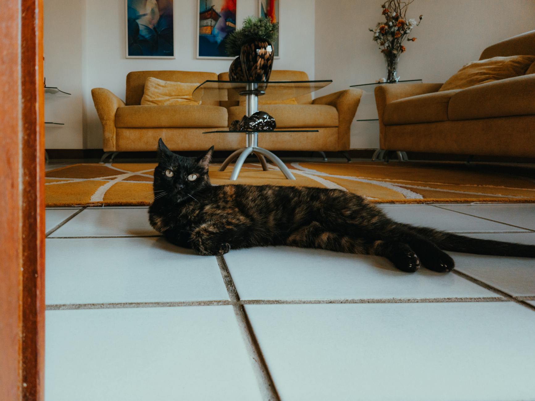 Gato recién adoptado: primera semana en casa