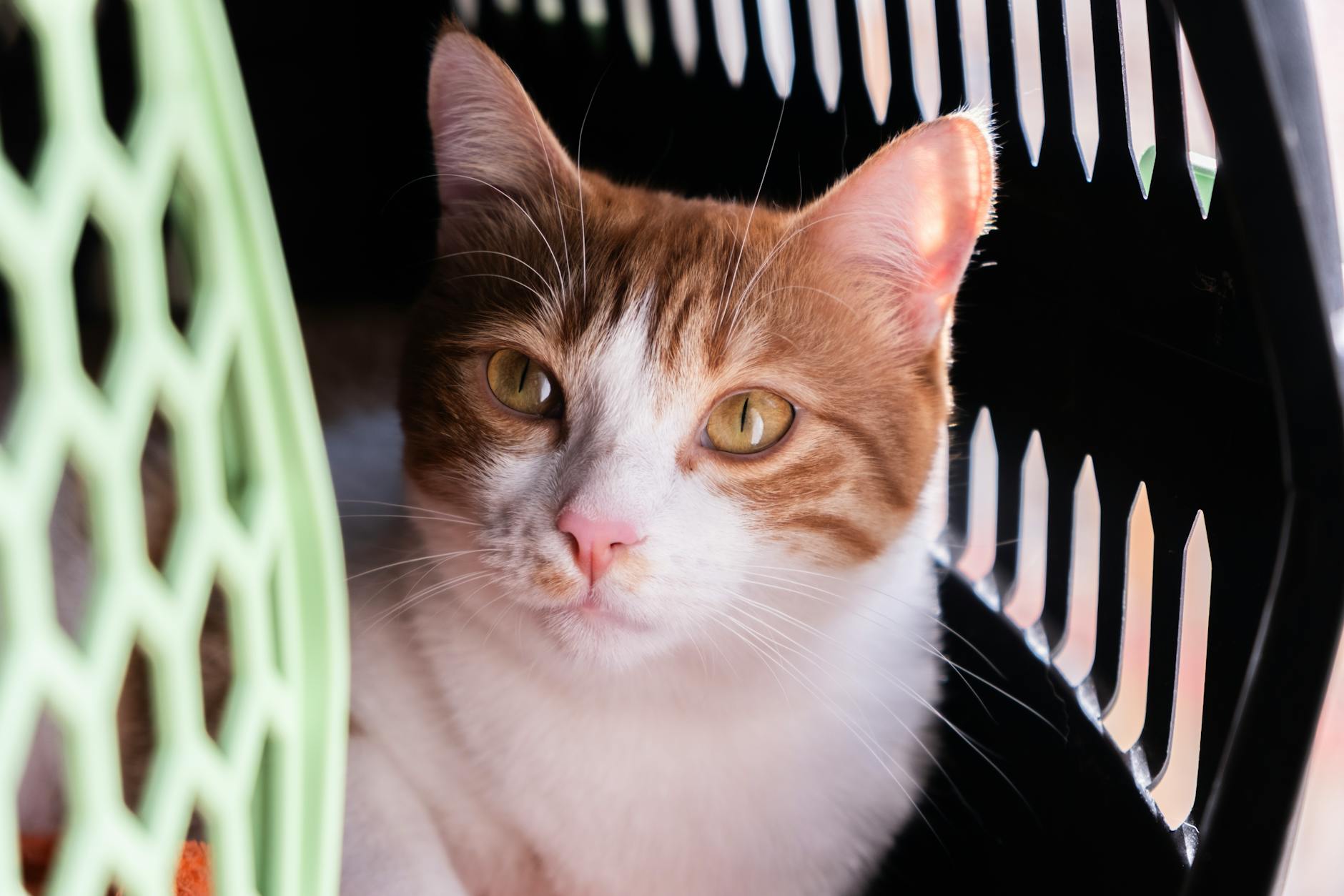 Kit de viaje felino