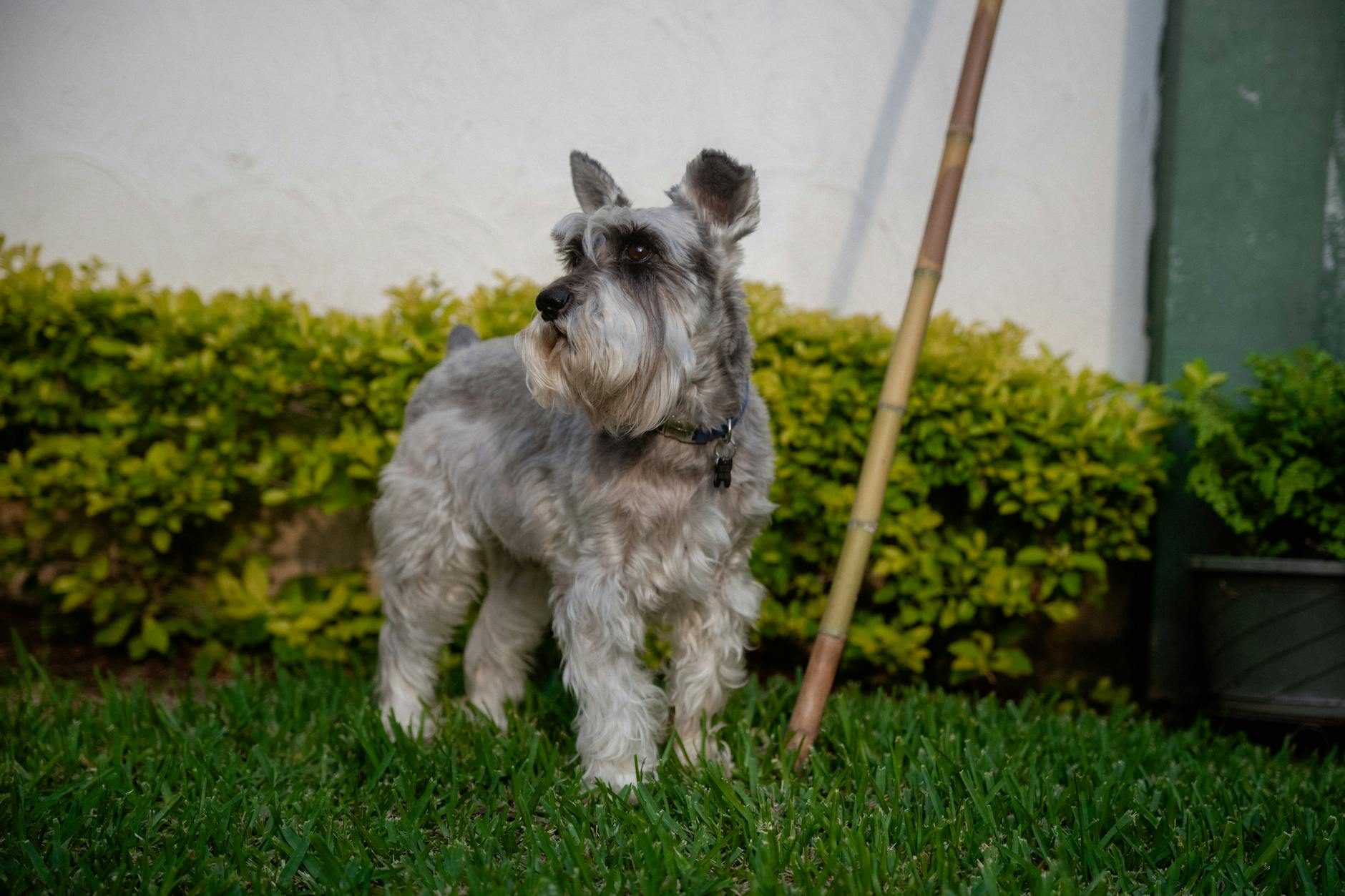 Llegada de un perro adulto a hogar con gato