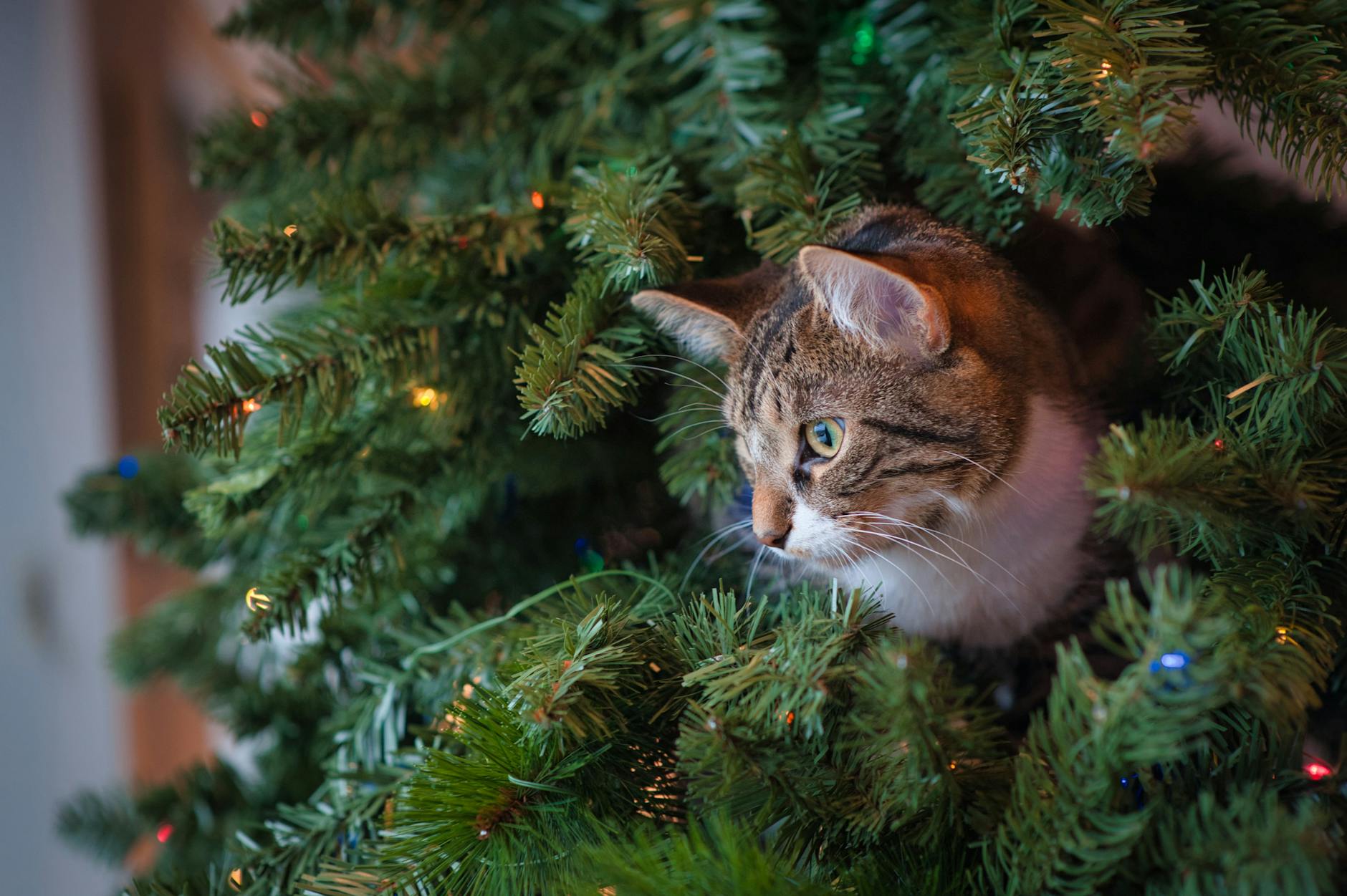 Navidad: luces, árboles y plantas tóxicas para el gato