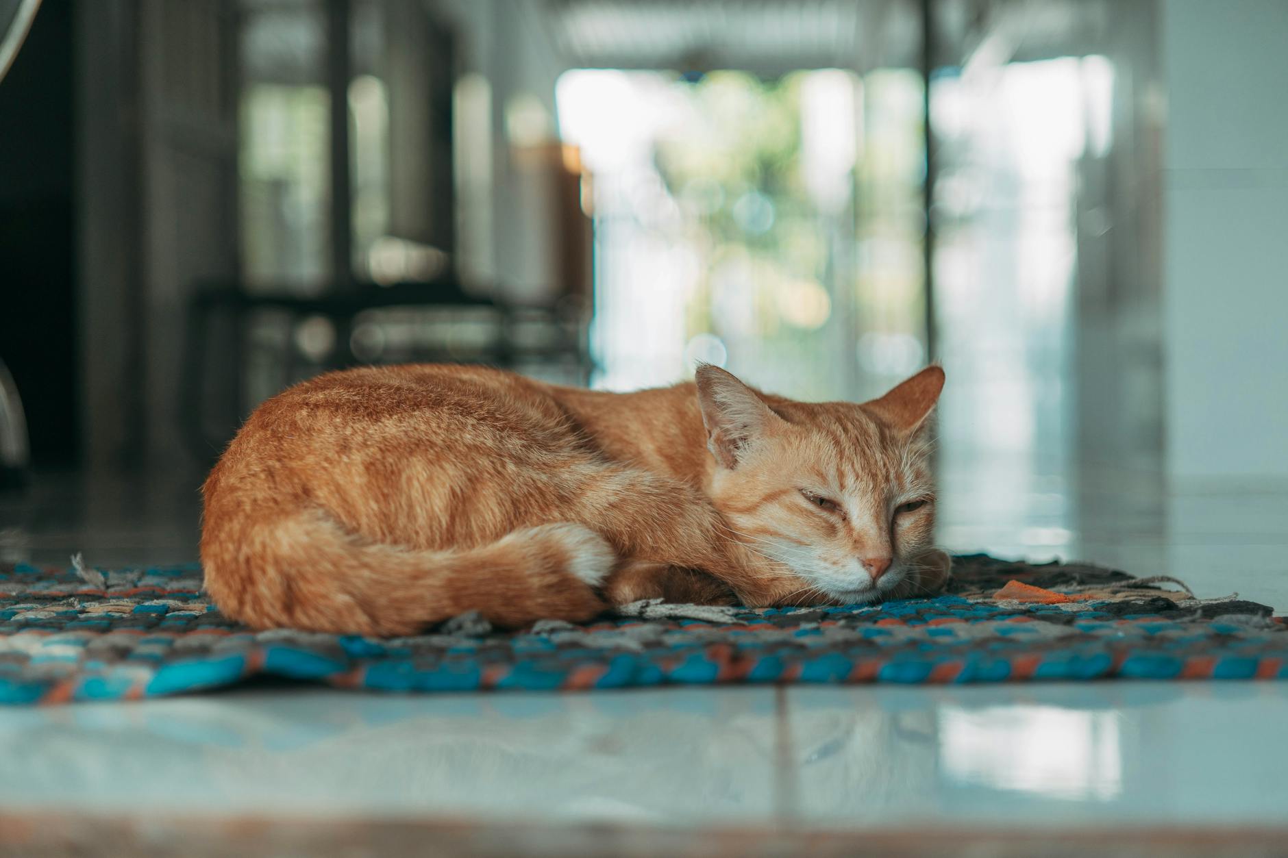 Protocolo ante ola de calor en casa con gato