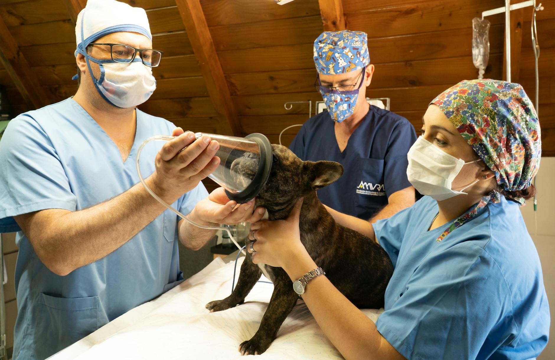 Otoño: revisiones veterinarias recomendadas