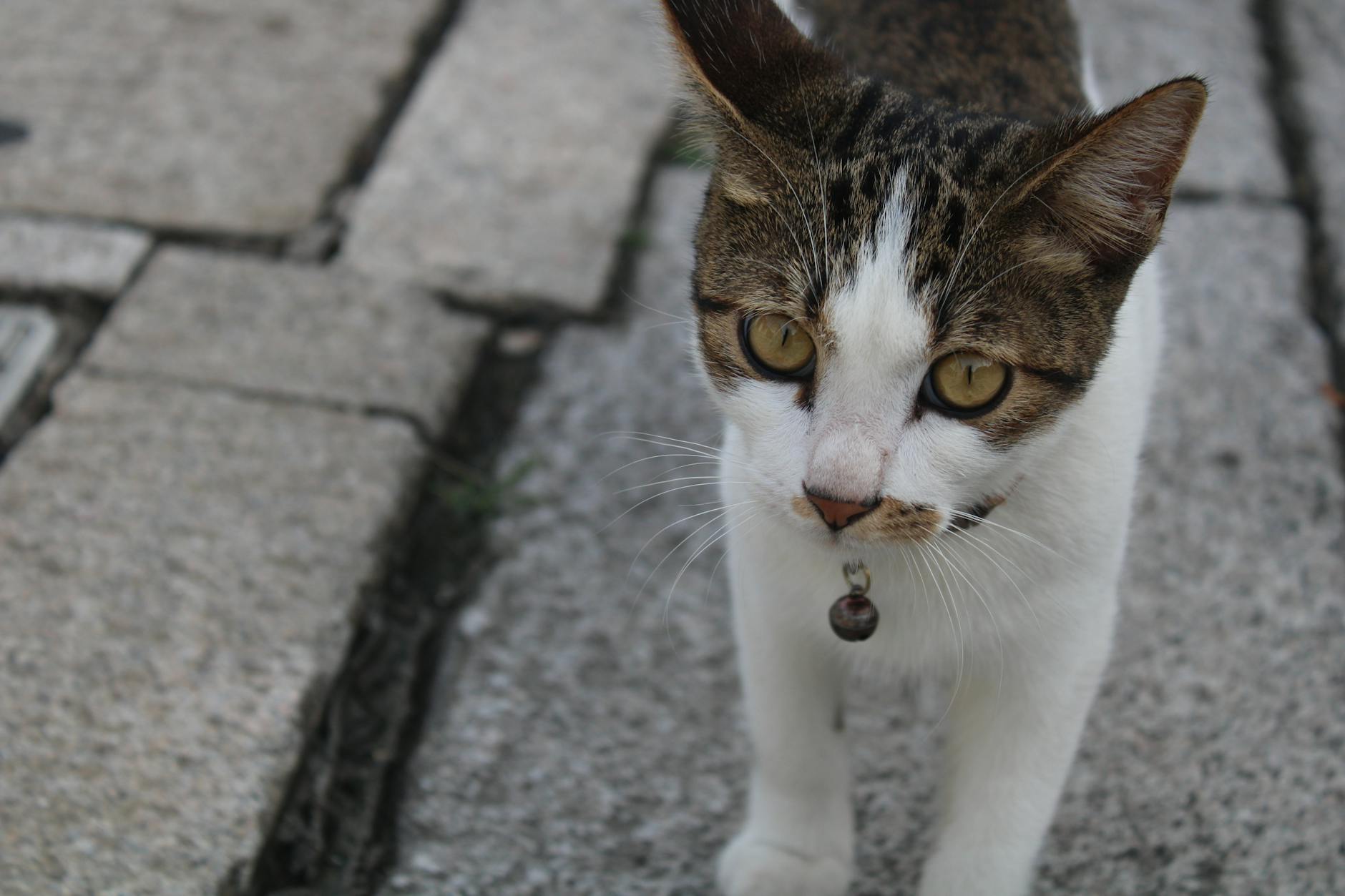 Pasear al gato con arnés