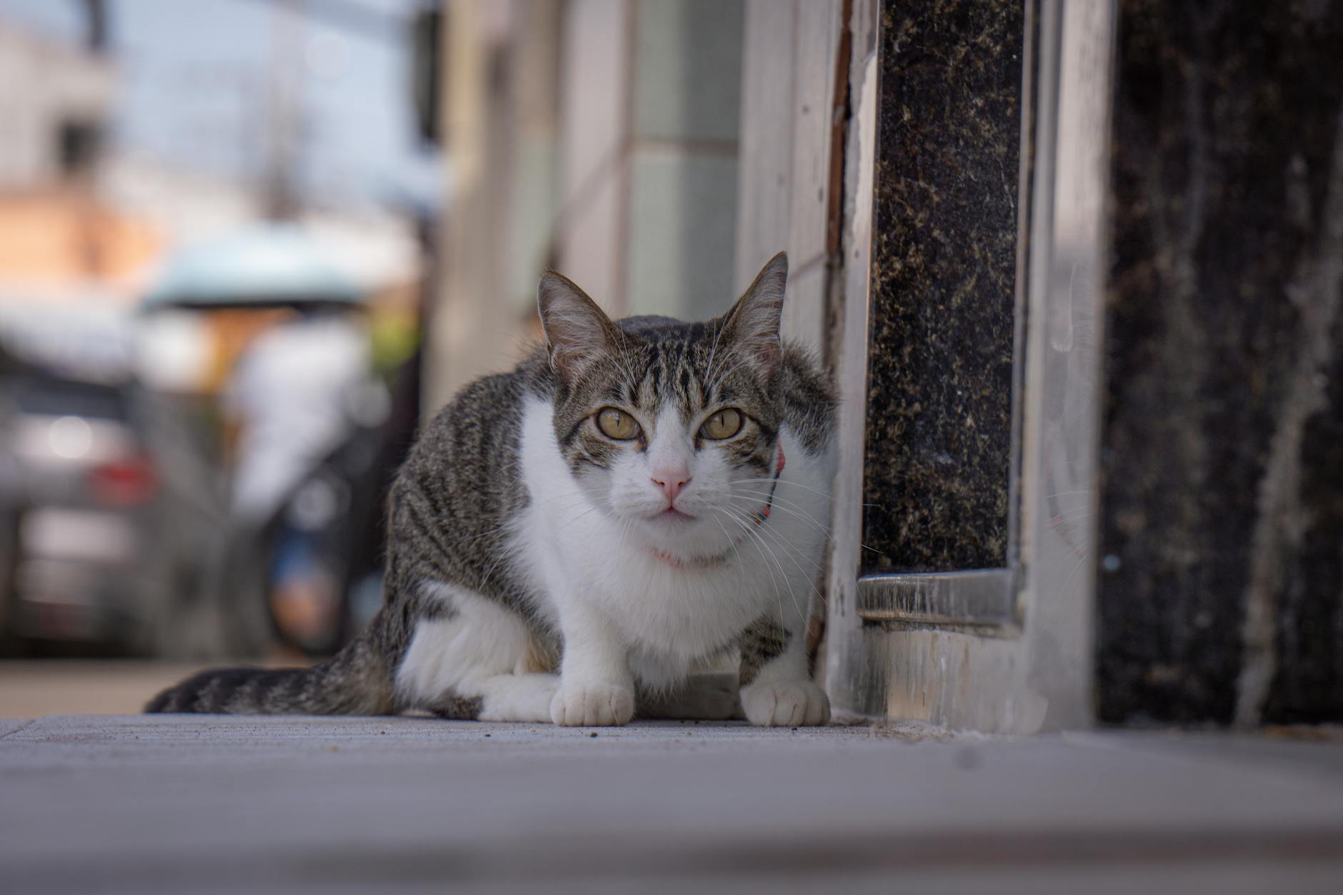 Preparación ante catástrofe natural con gato
