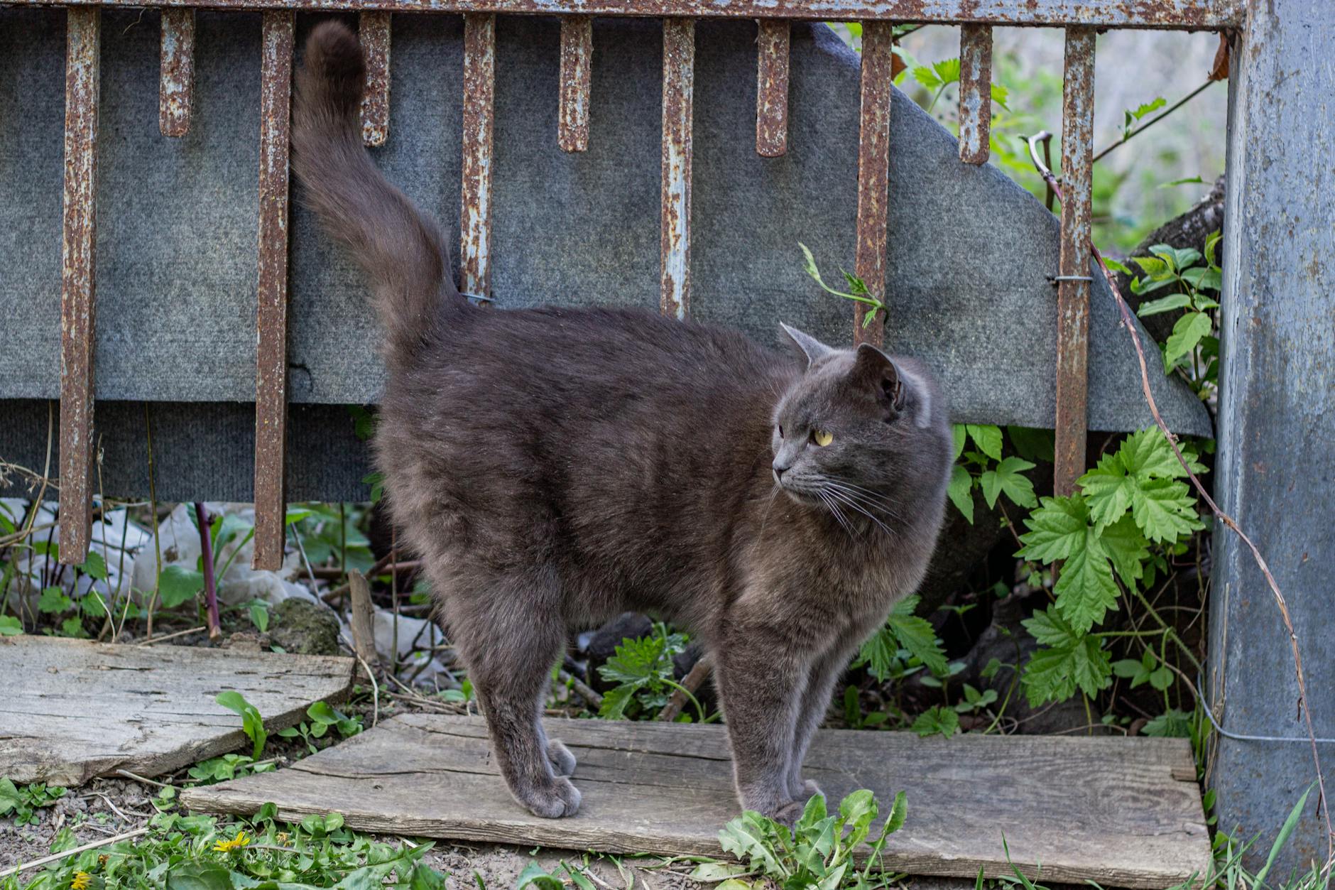 Primavera: amenazas estacionales para el gato