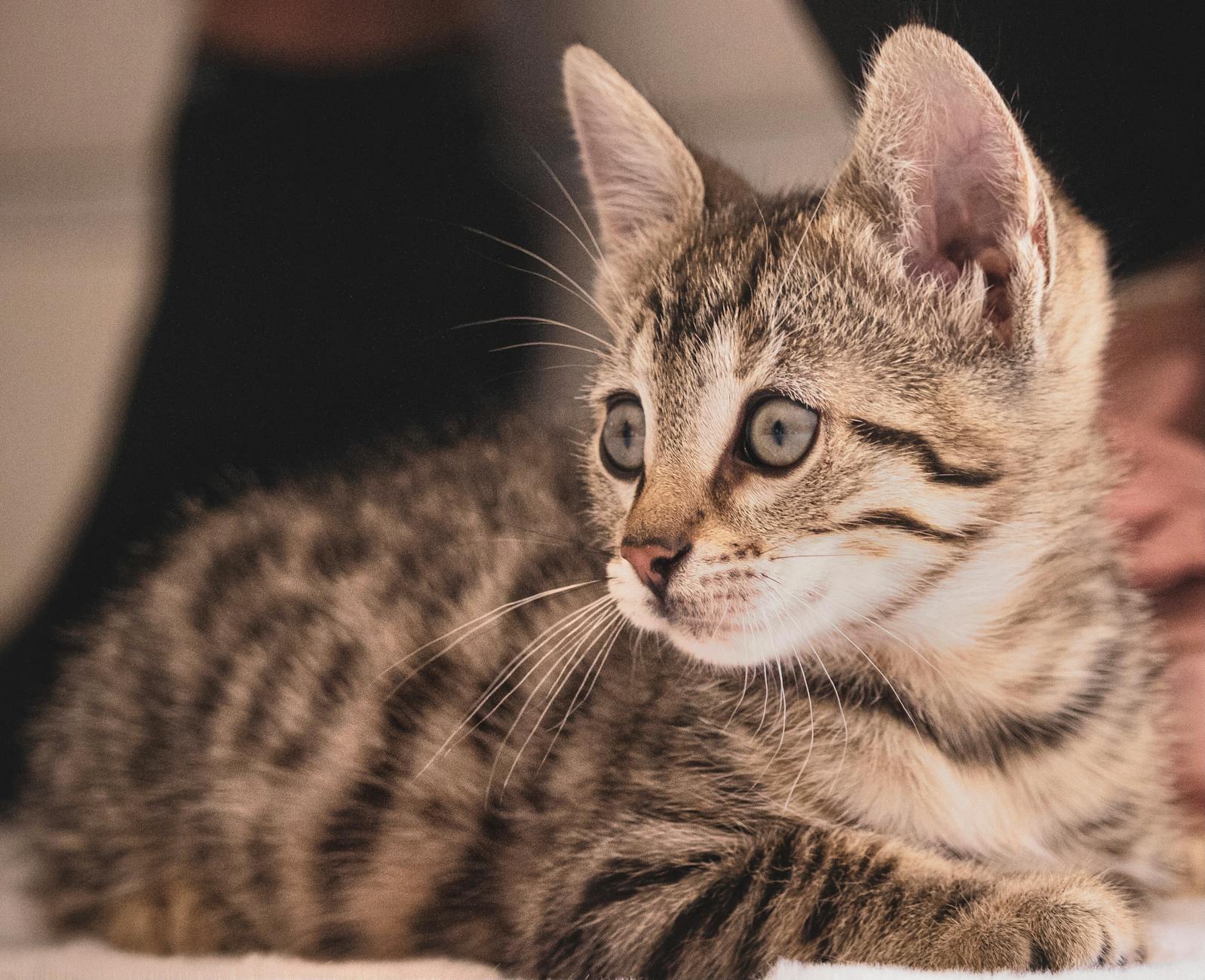Primera visita veterinaria del gatito