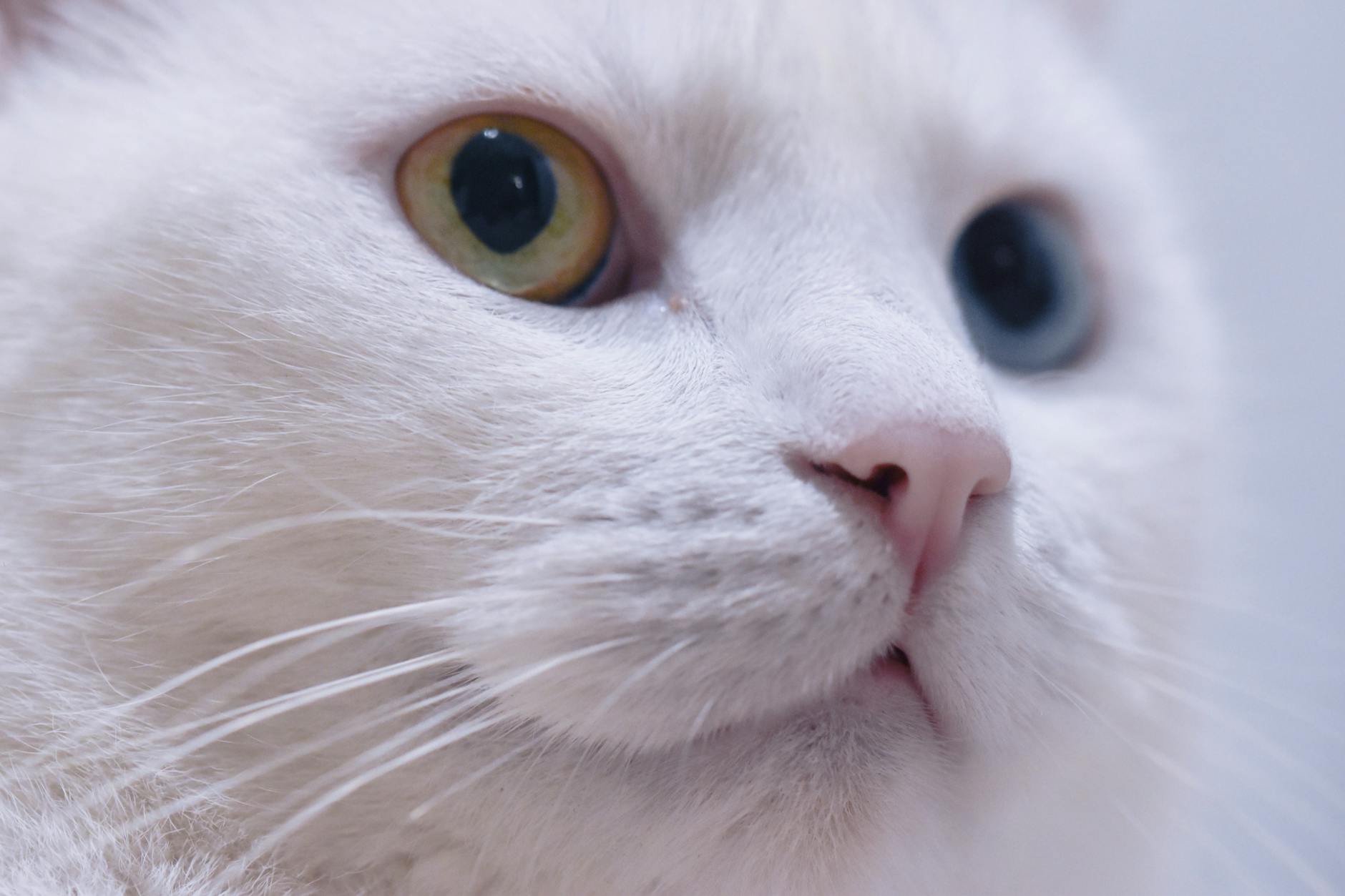 Revisiones veterinarias anuales del gato adulto