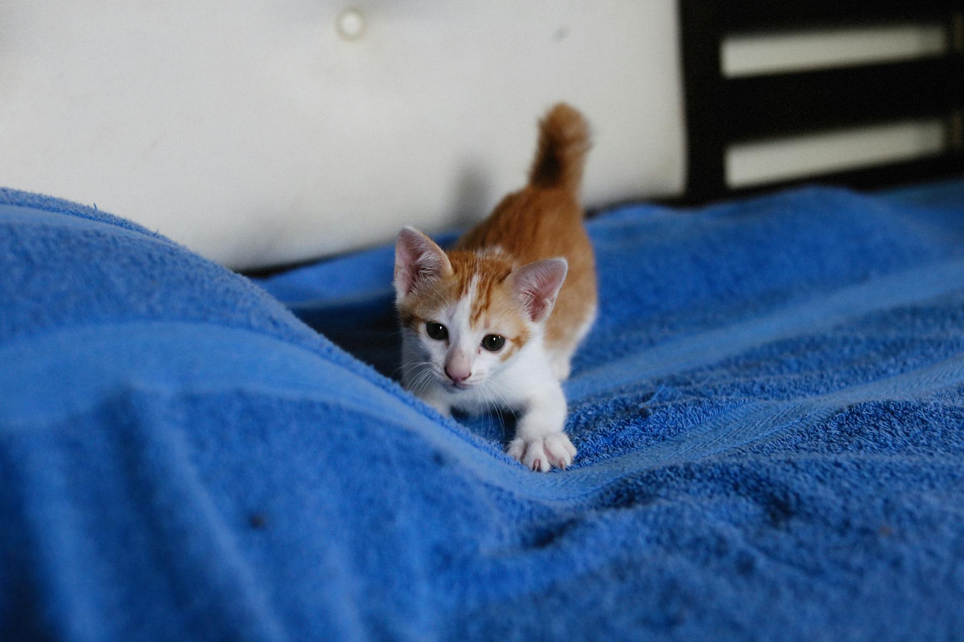 Socialización temprana del gatito (2-7 semanas)
