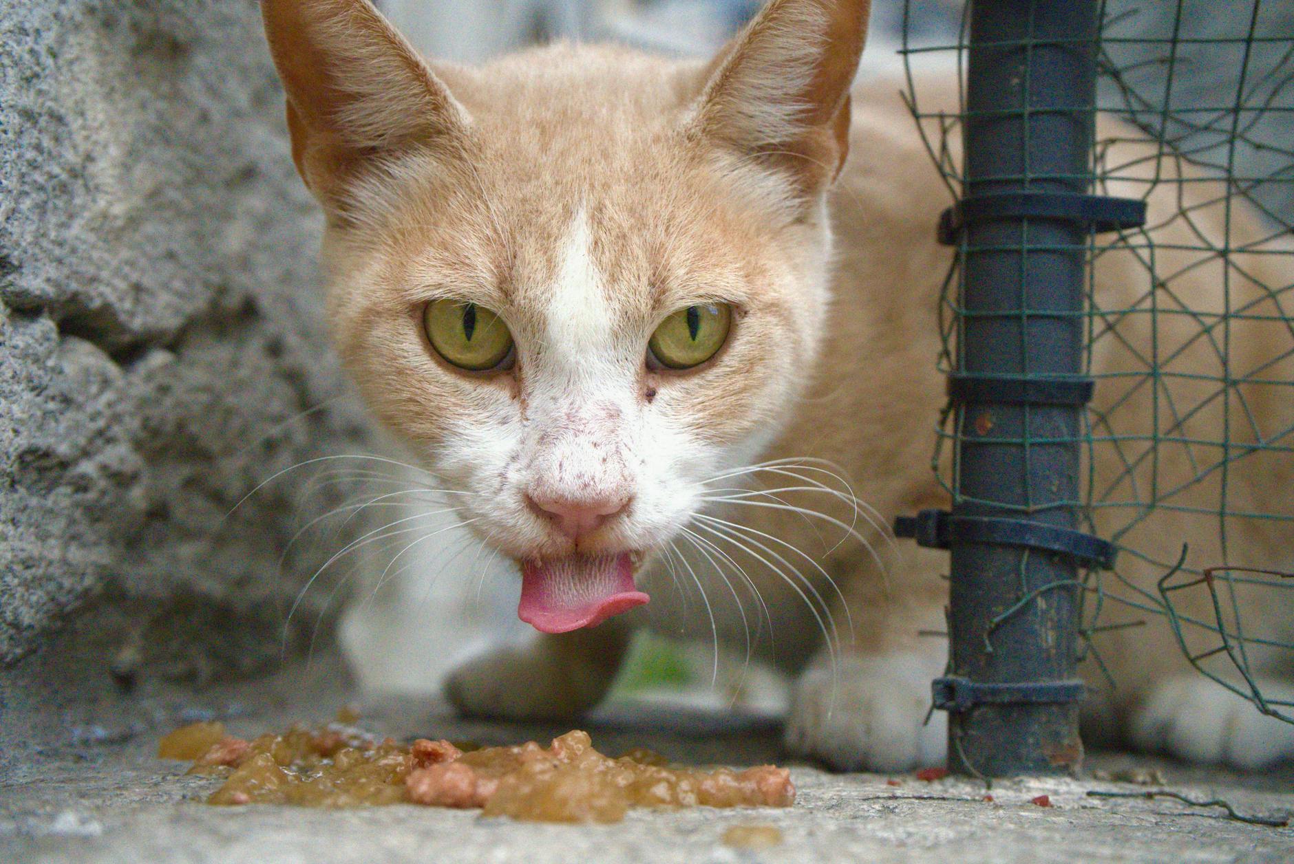Transición de alimento en gatos