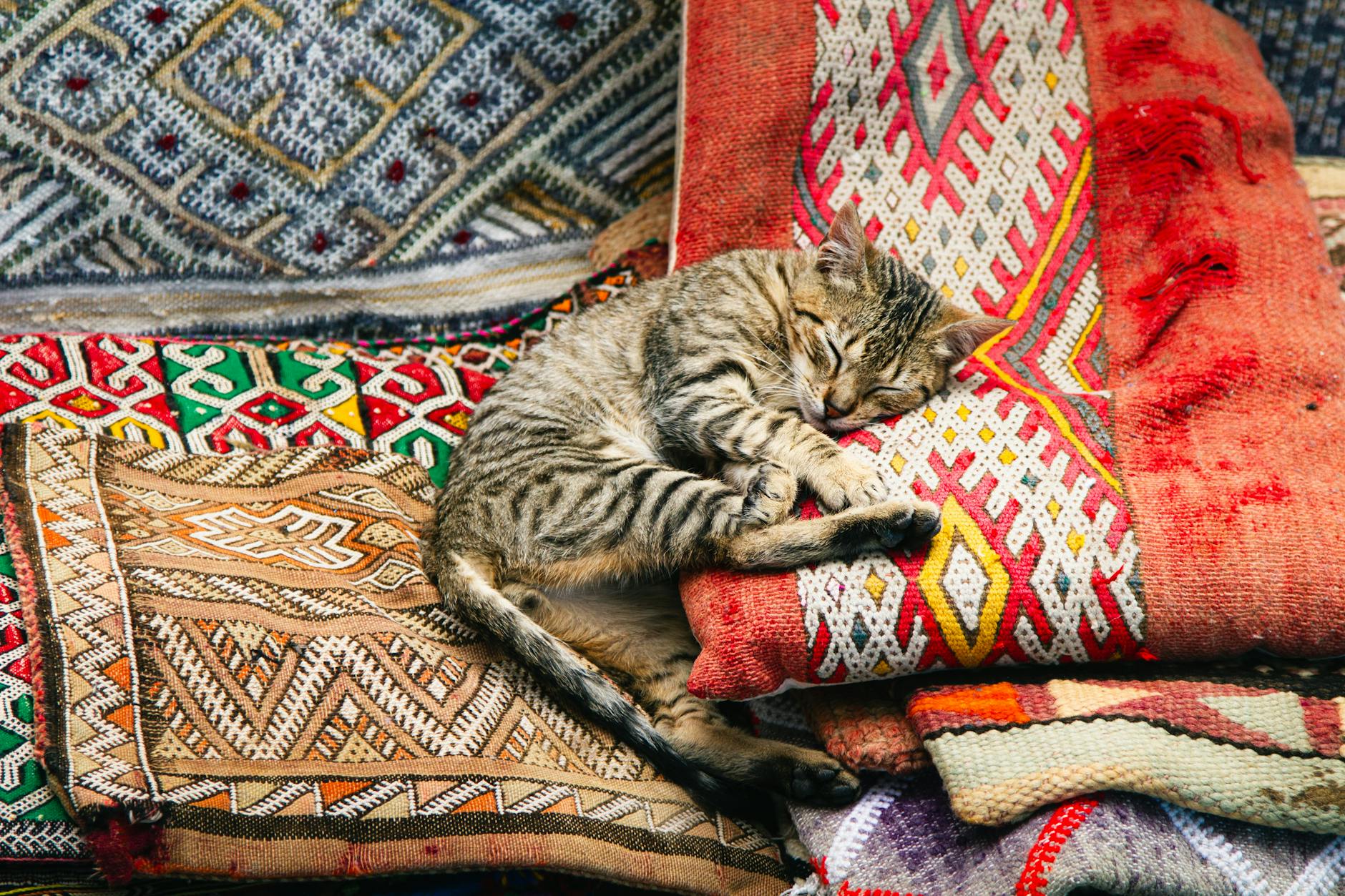 Acostumbrar al gato al transportín