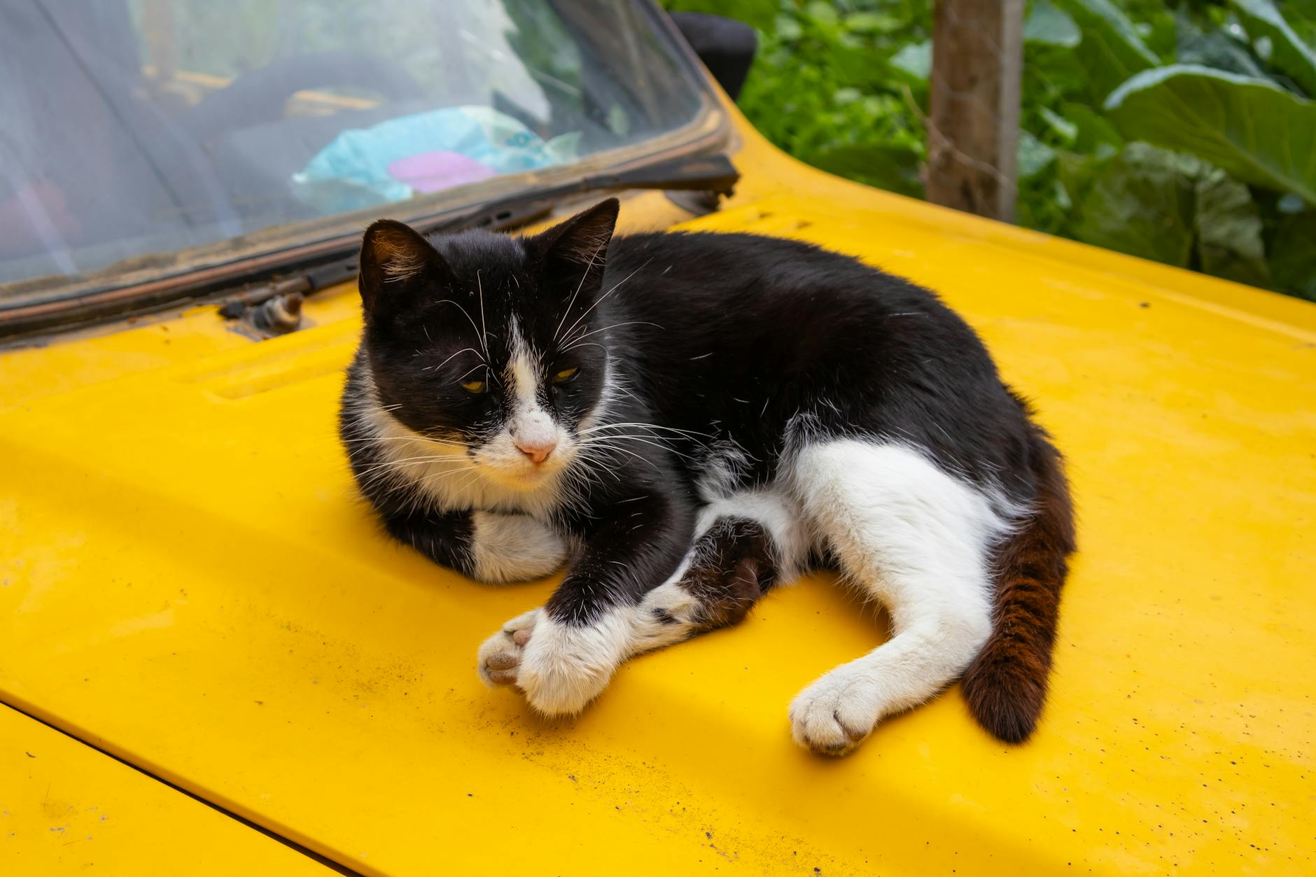 Viajar en coche con el gato