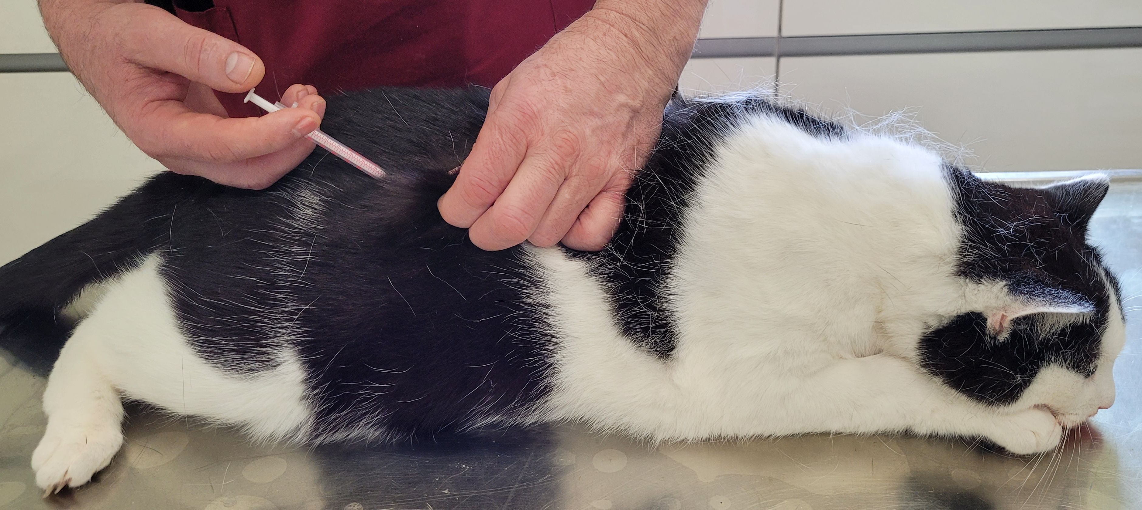 Diabetes mellitus felina
