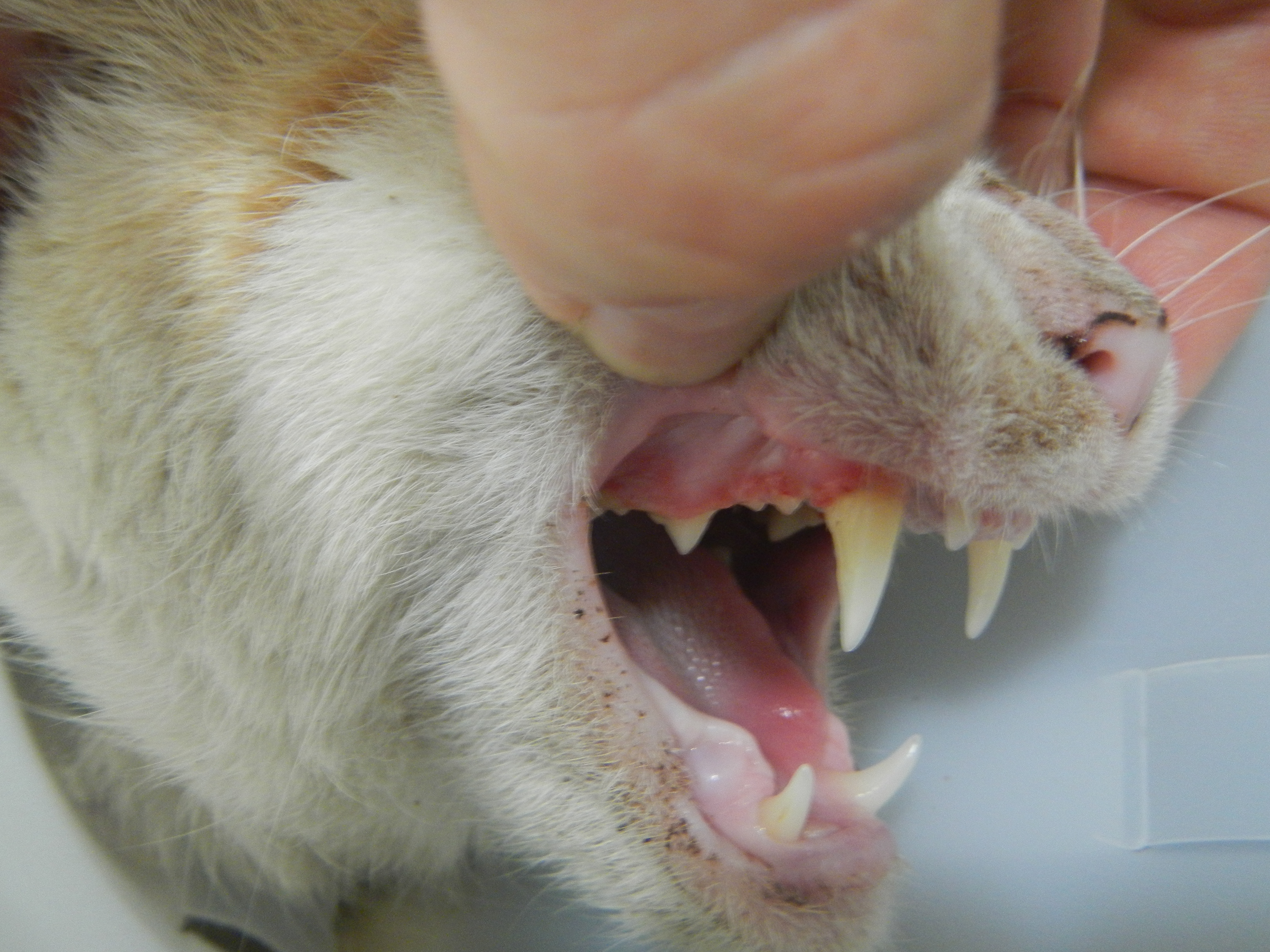 Gingivoestomatitis crónica felina