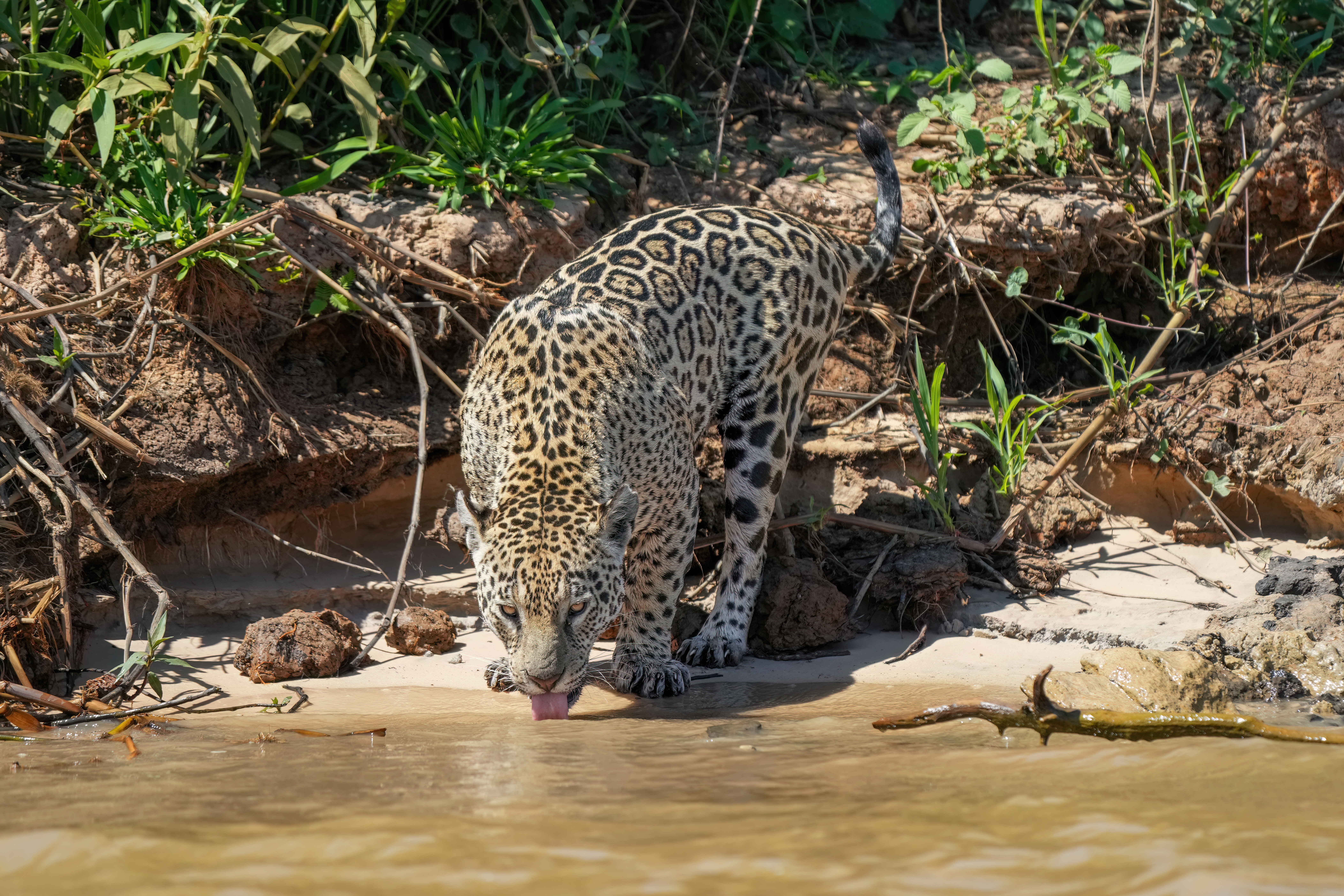 Lupus eritematoso sistémico felino