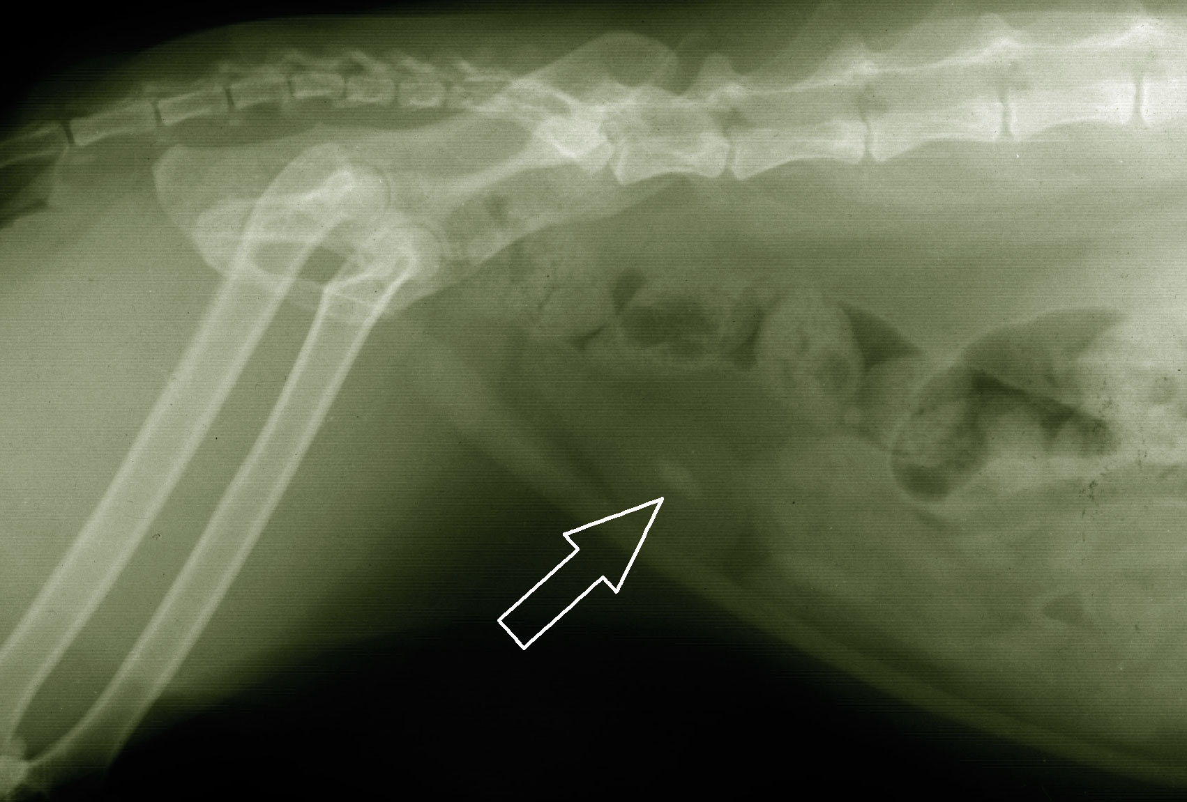 Obstrucción urinaria felina (FLUTD)