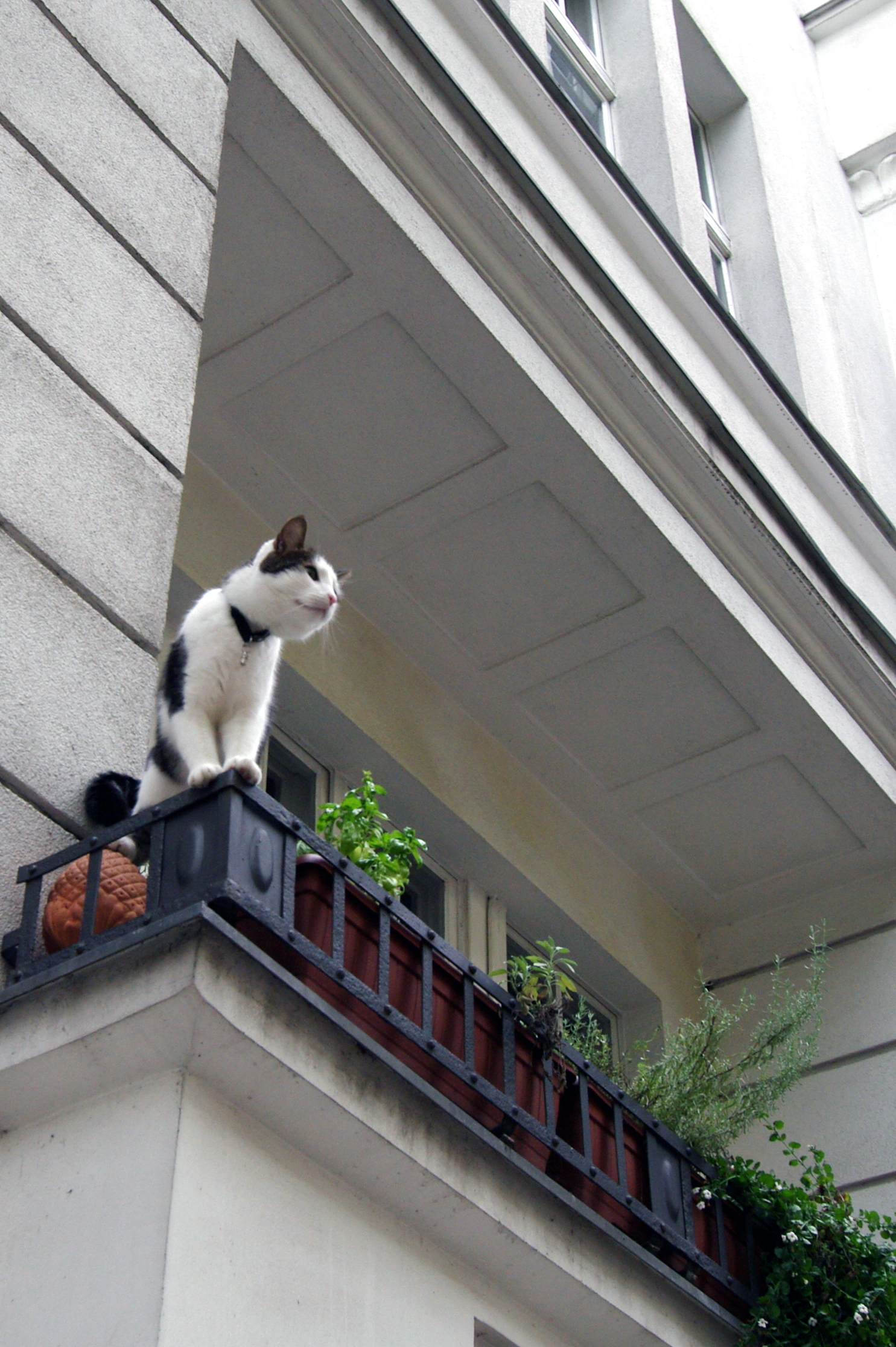 Síndrome del paracaidista felino