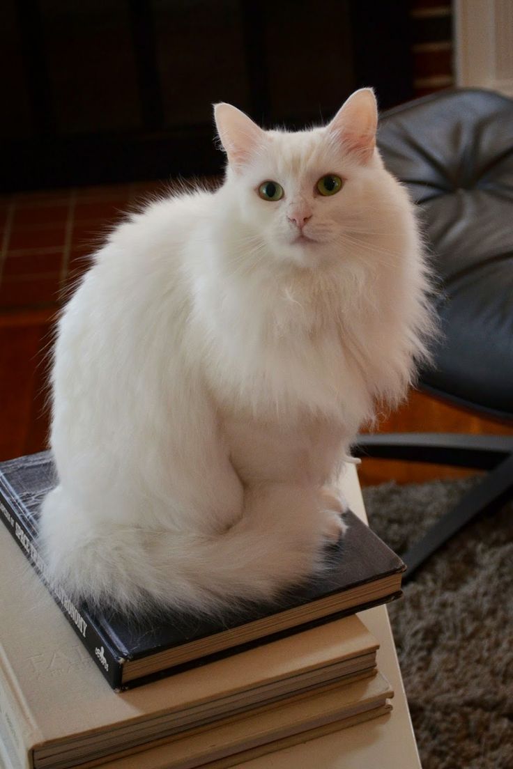 Angora Turco
