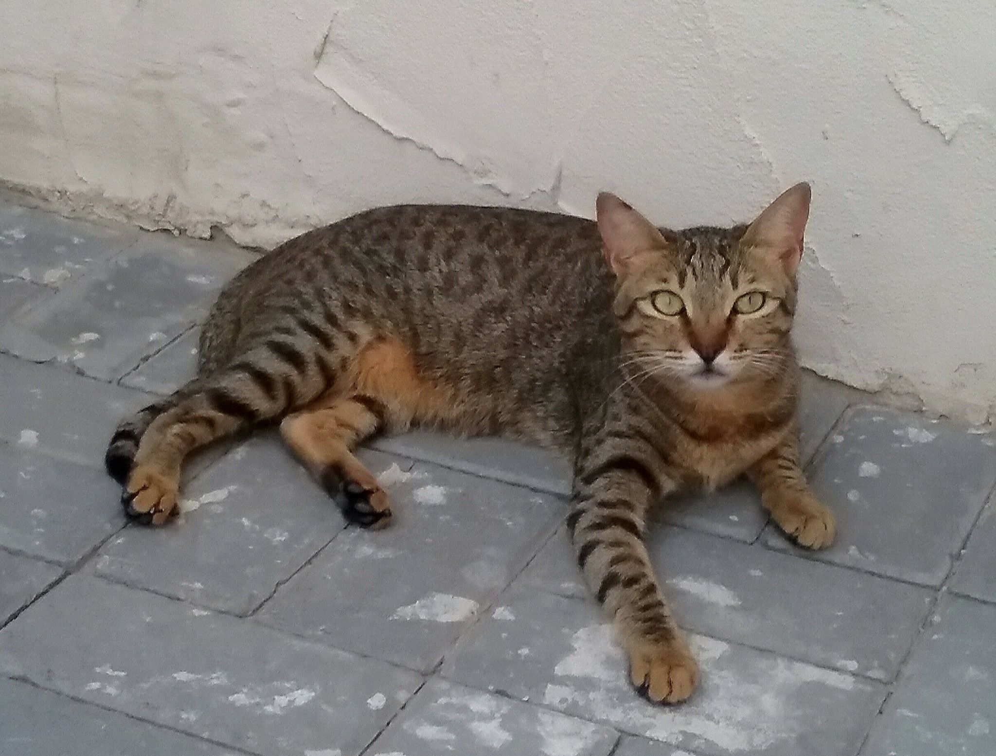 Mau árabe
