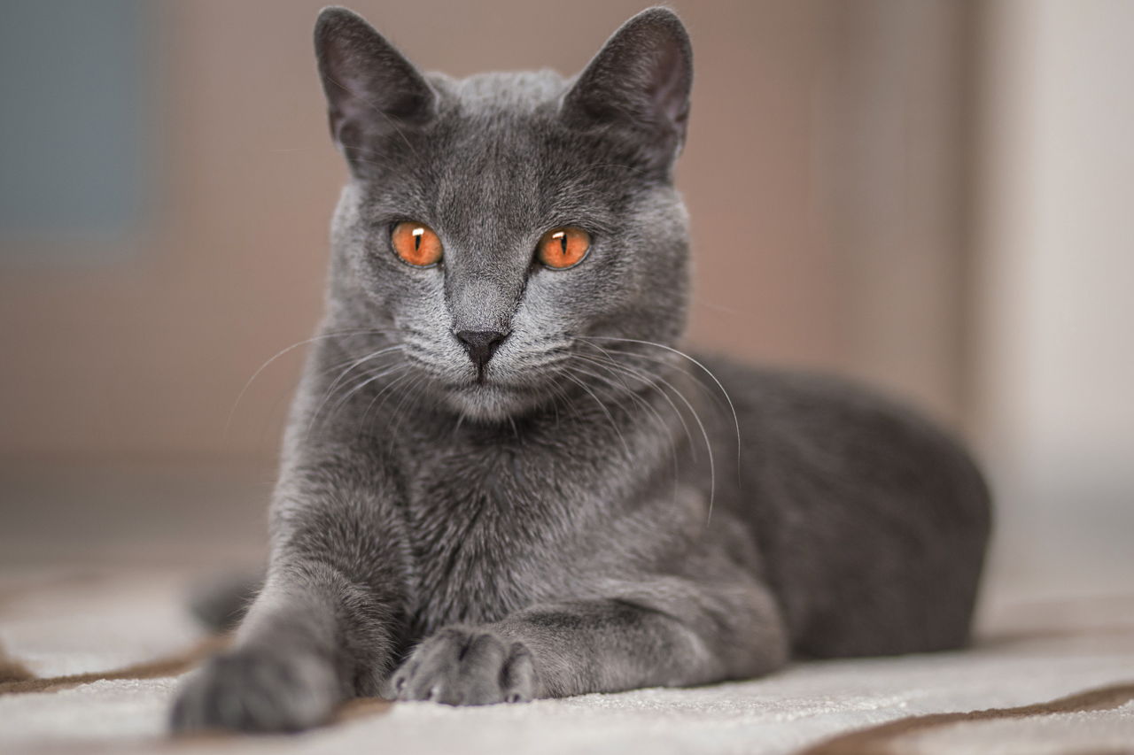 Azul Ruso