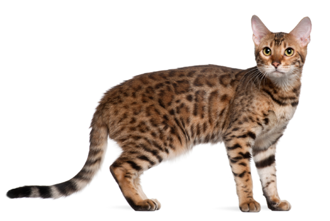 Bengalí