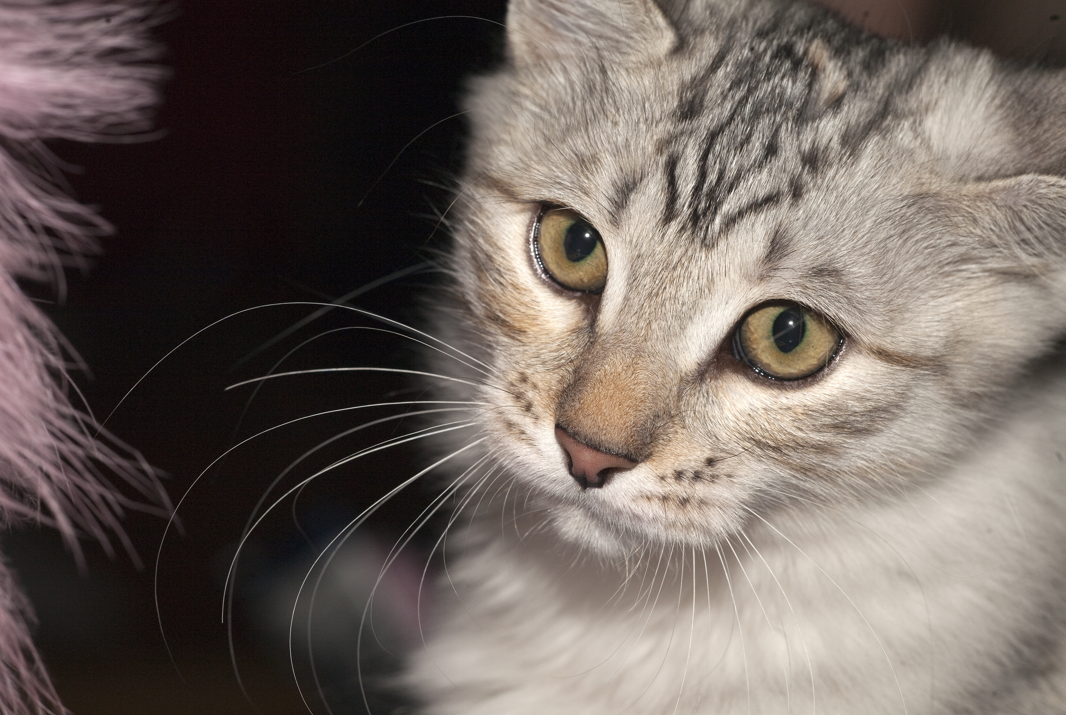 Karelian Bobtail